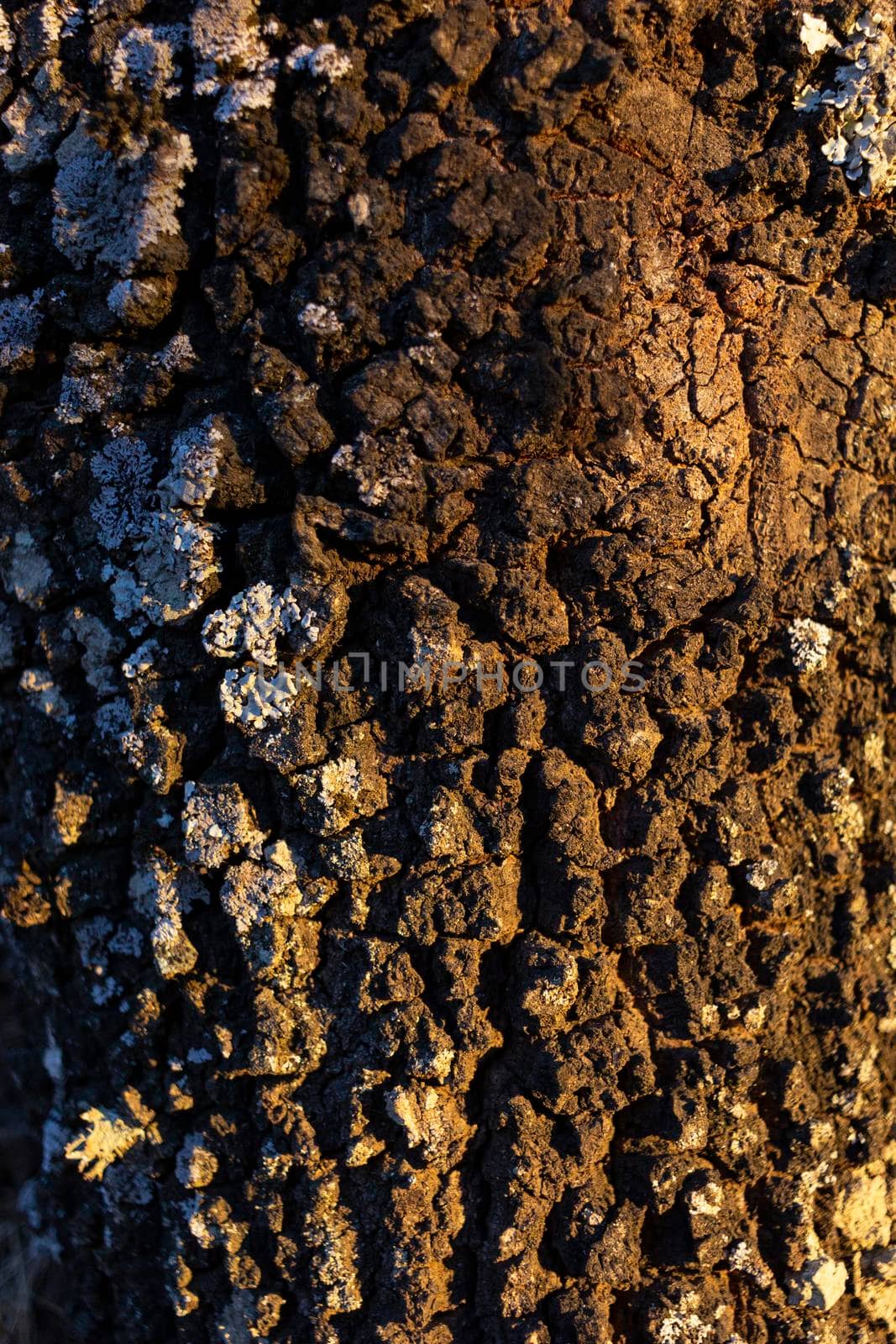 Acorn tree bark, holm oak, with moss in southern Andalusia, Spain by loopneo