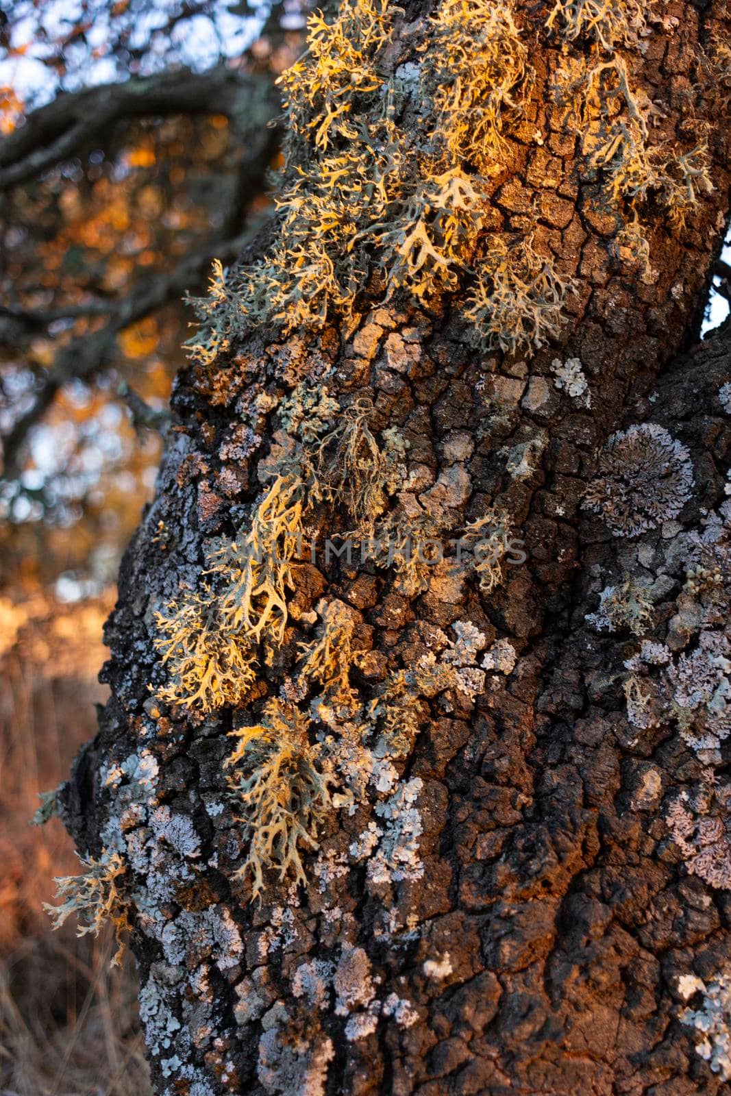 Acorn tree bark, holm oak, with moss in southern Andalusia, Spain