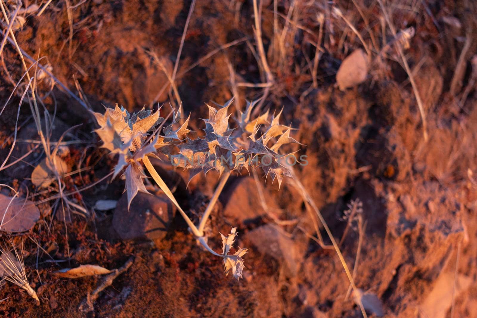 Dried holly in the countryside of a village in Spain by loopneo