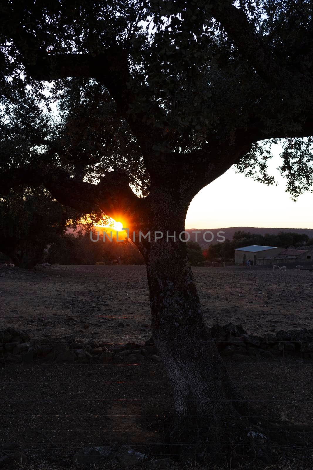 Backlit sunset with yellow, red and blue colors in southern Andalusia, Spain