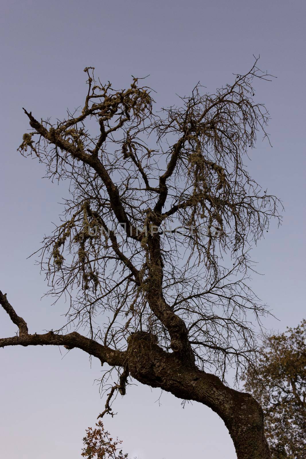 Dead acorn tree in a field of a village in Spain by loopneo