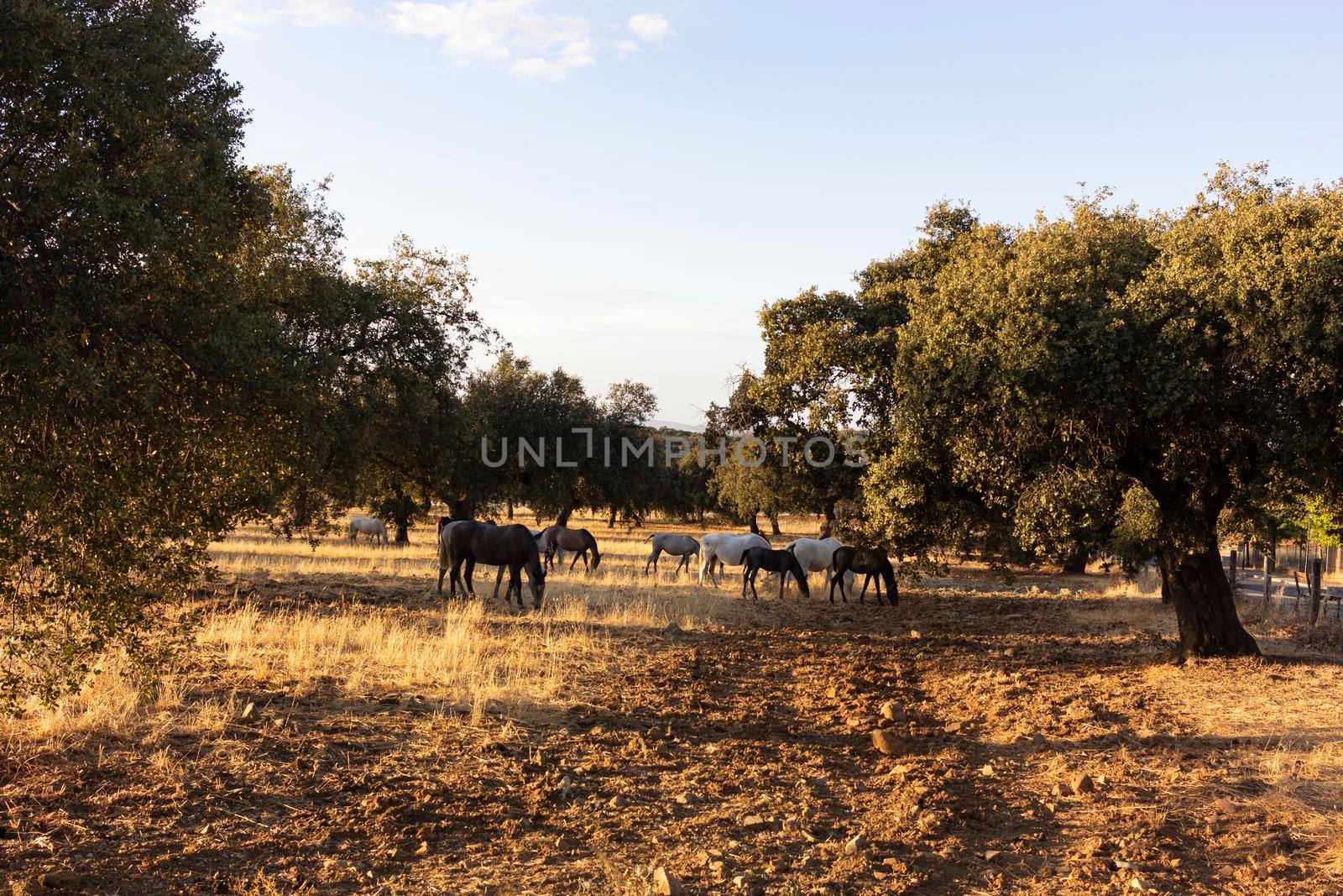 horses in the field of a village in Spain by loopneo