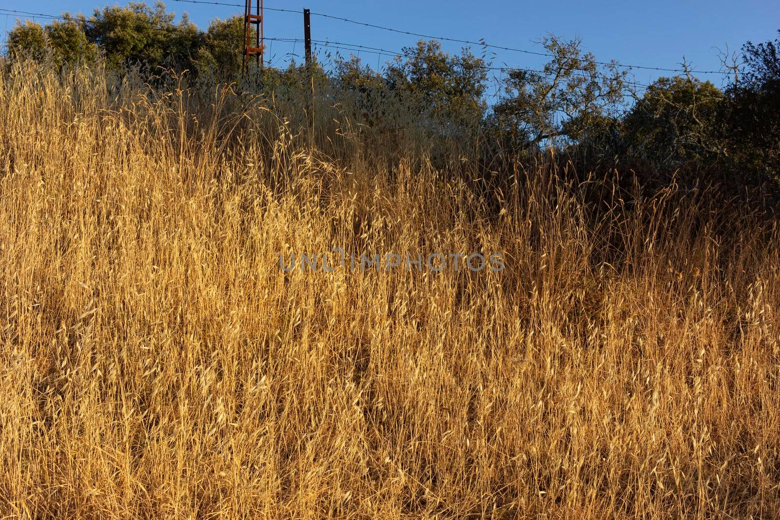 Cereal field of a village in Andalusia in Spain by loopneo