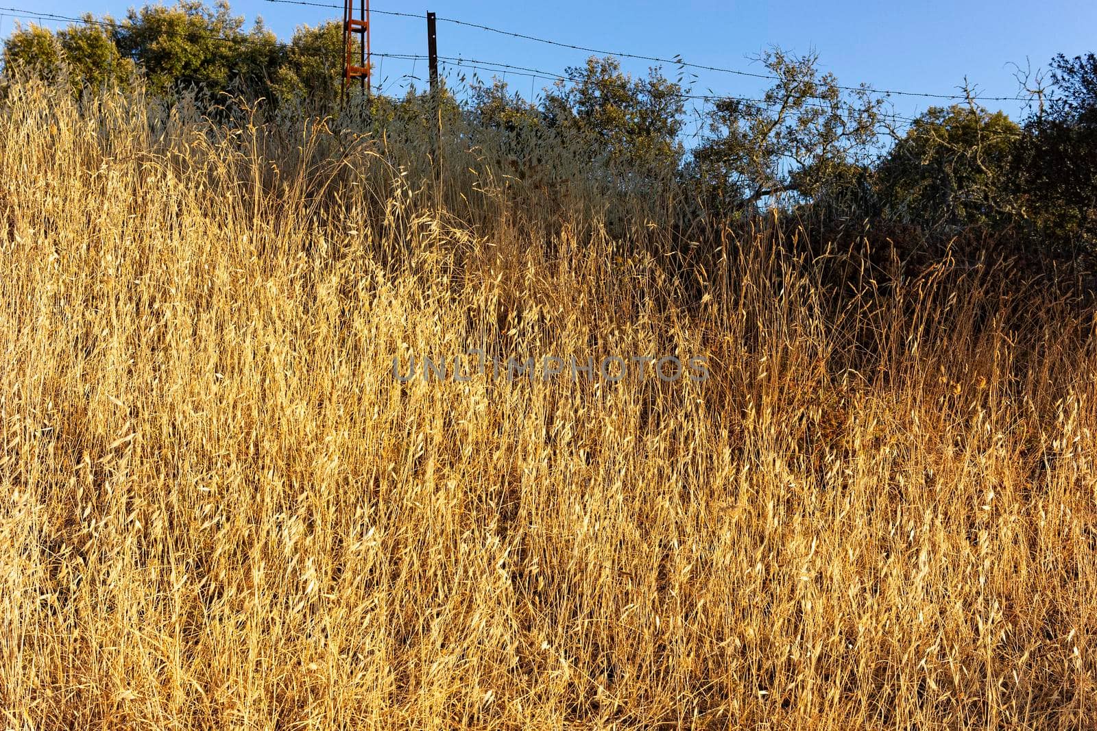 Cereal field of a village in Andalusia in Spain by loopneo