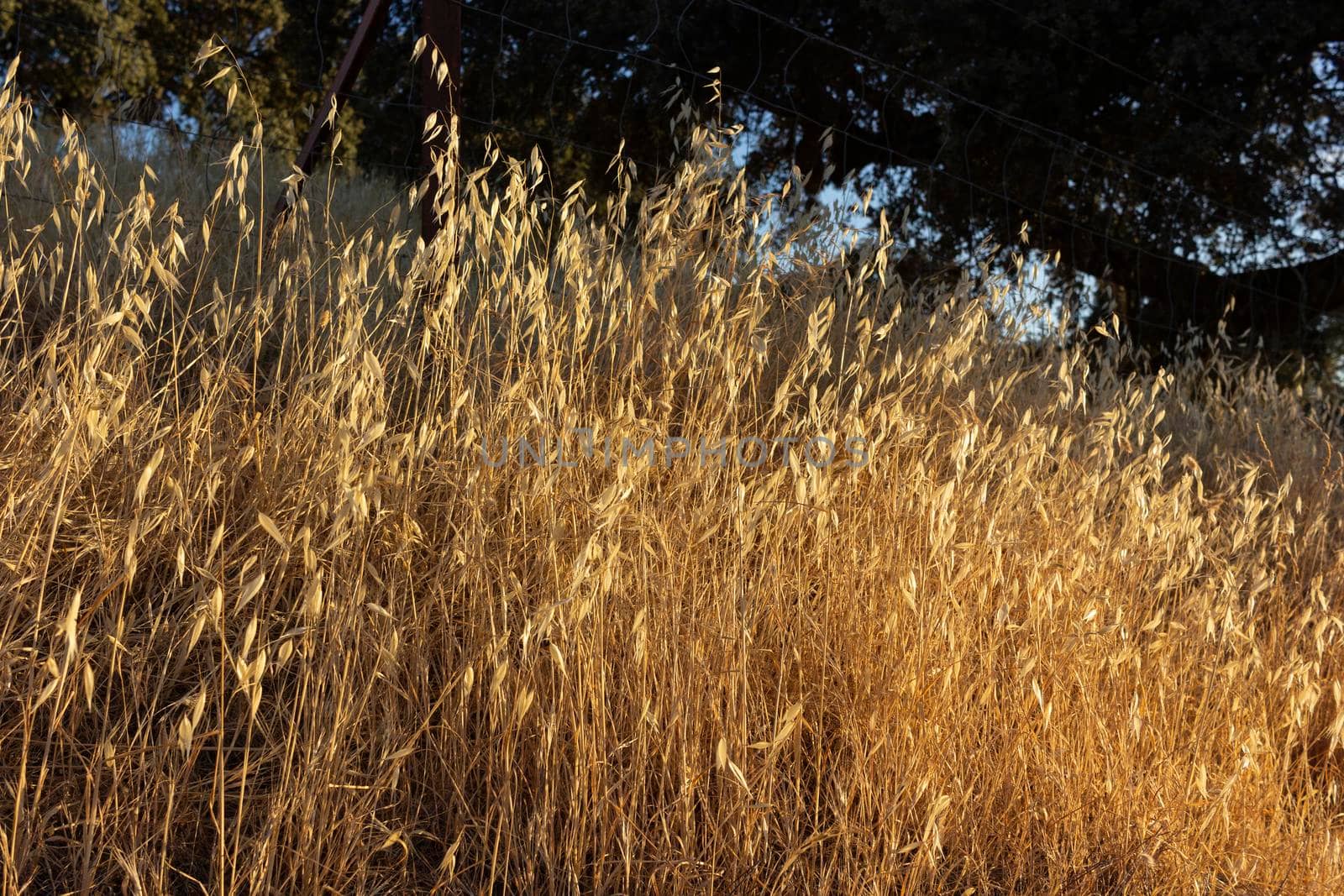 Cereal field of a village in Andalusia in southern Spain