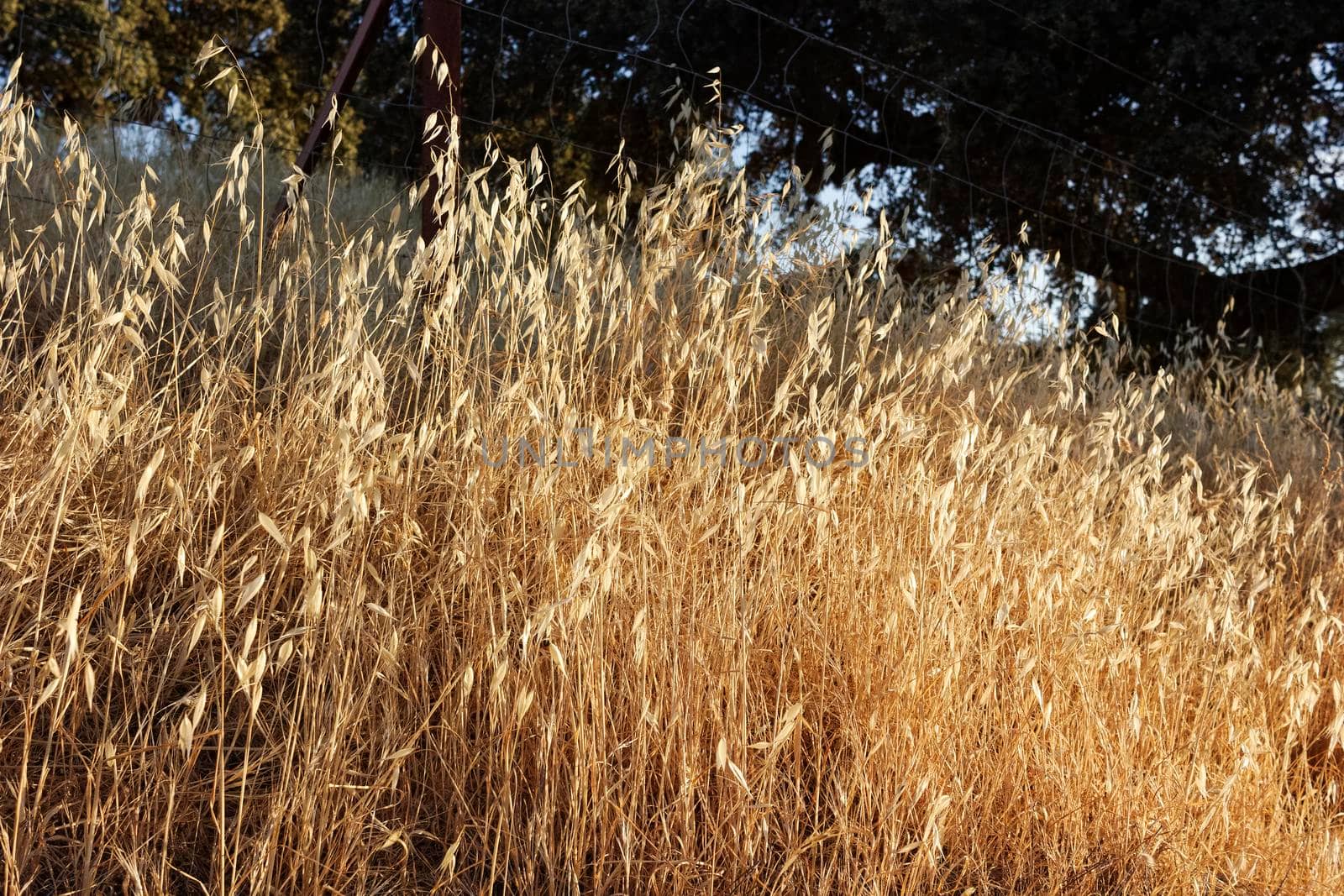 Cereal field of a village in Andalusia in Spain by loopneo