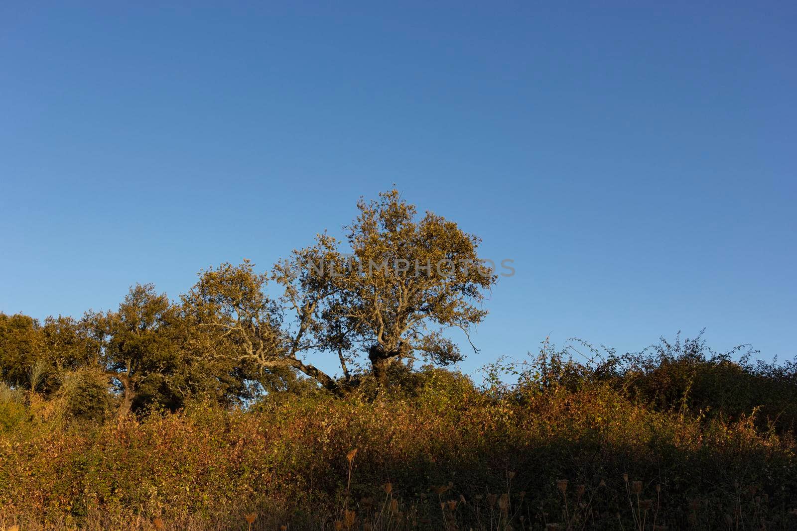 Landscape in the countryside of Andalusia in Spain