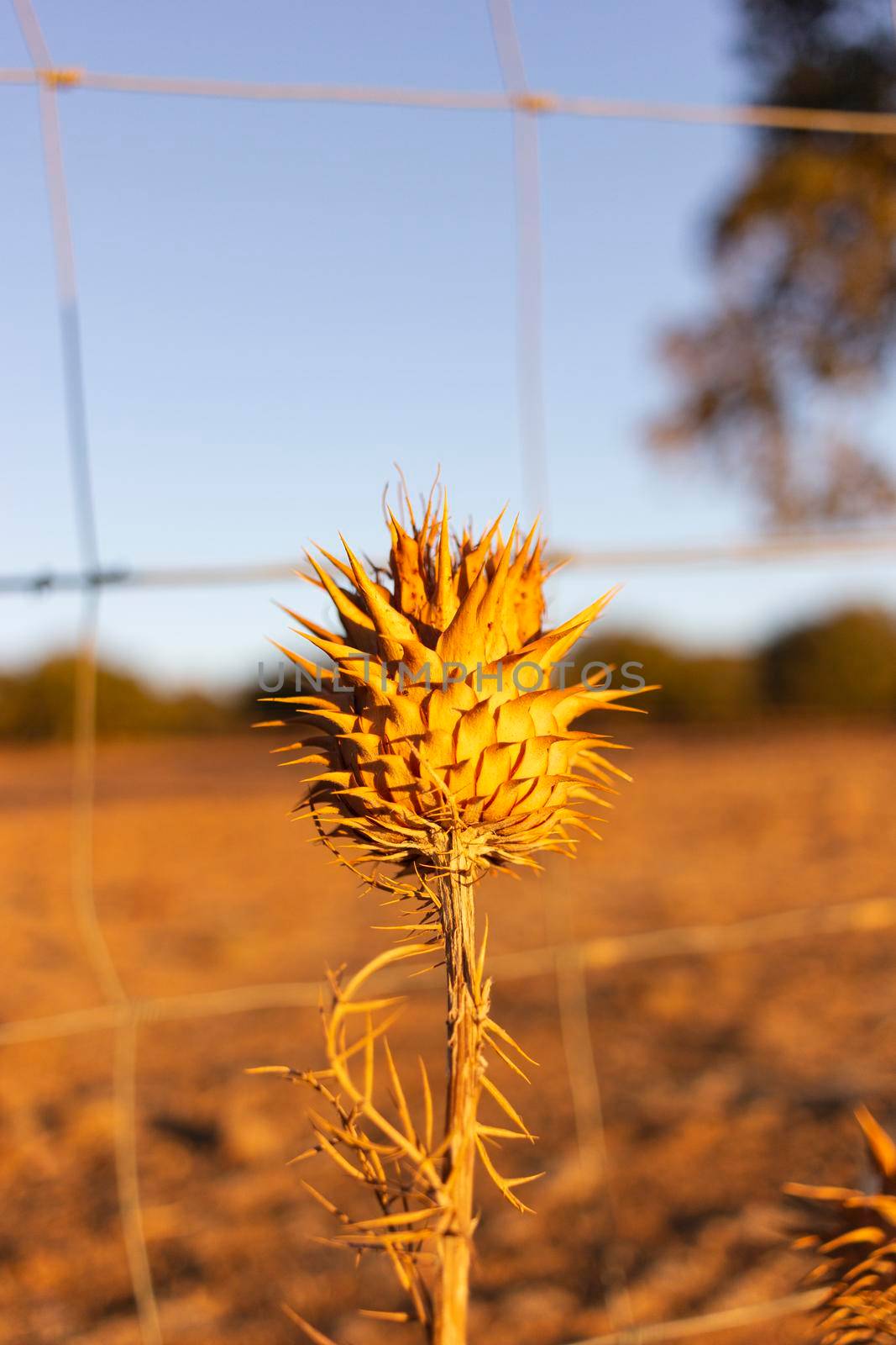Dried thistles in the field of a village in pain by loopneo