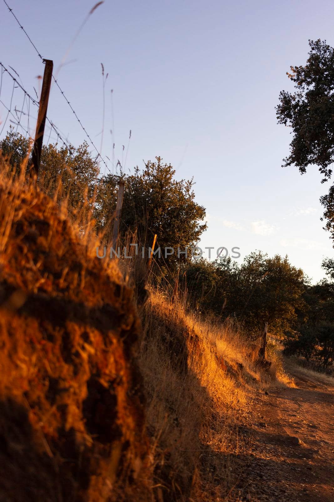 Dry land with vegetation in the golden hour in the countryside of a village in Andalusia southern Spain