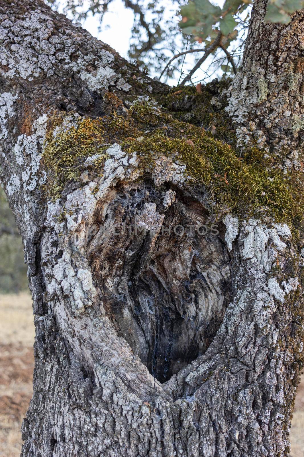 Acorn tree bark, holm oak, with moss in southern Andalusia, Spain