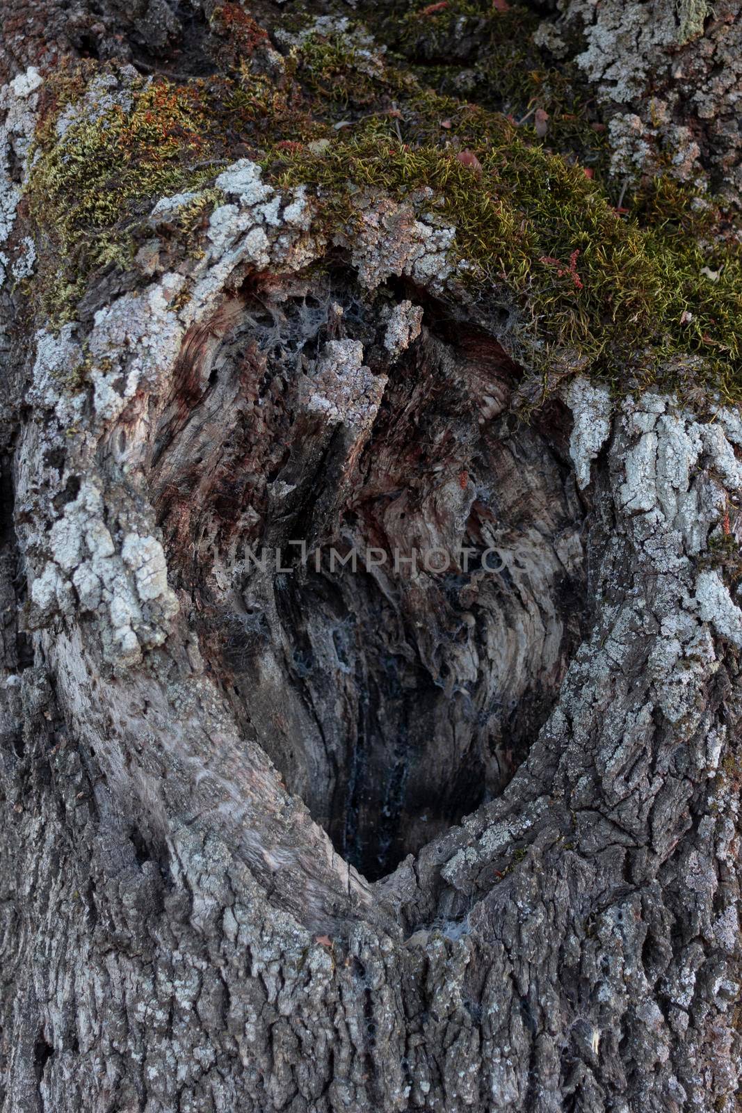 Acorn tree bark, holm oak, with moss in southern Andalusia, Spain