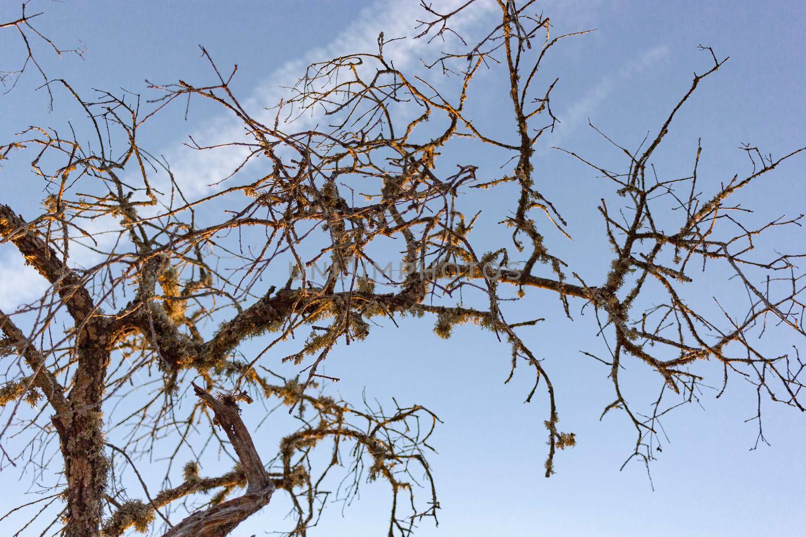 Dead acorn tree in a field of a village in Spain by loopneo