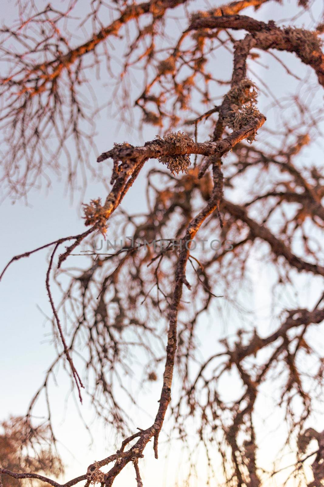 Dead acorn tree in a field of a village in Andalusia southern Spain