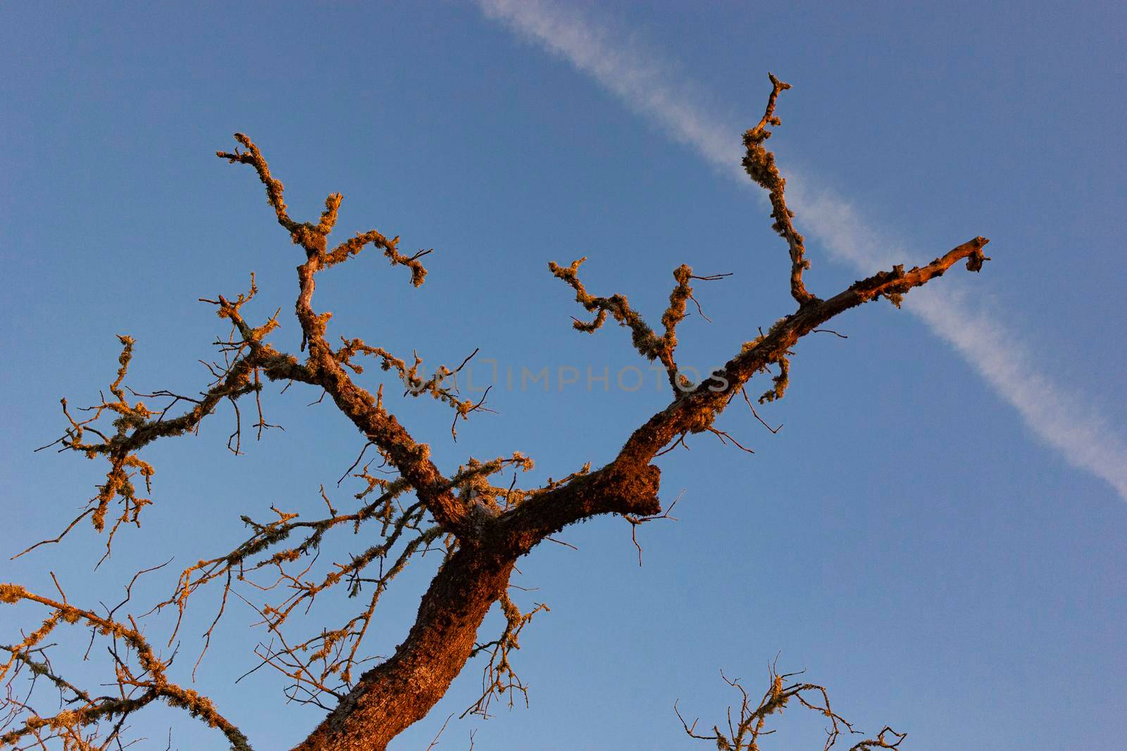 Dead acorn tree in a field of a village in Spain by loopneo