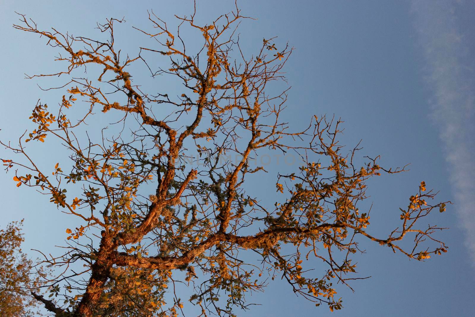 Dead acorn tree in a field of a village in Spain by loopneo