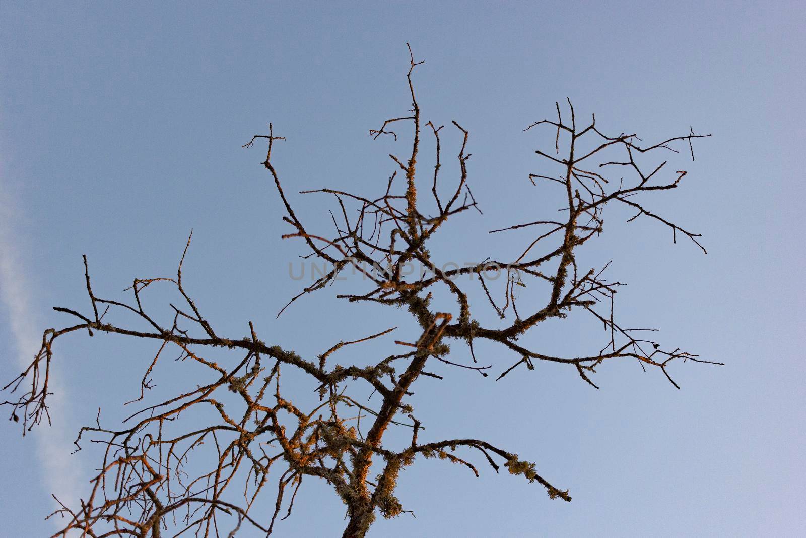 Dead acorn tree in a field of a village in Spain by loopneo