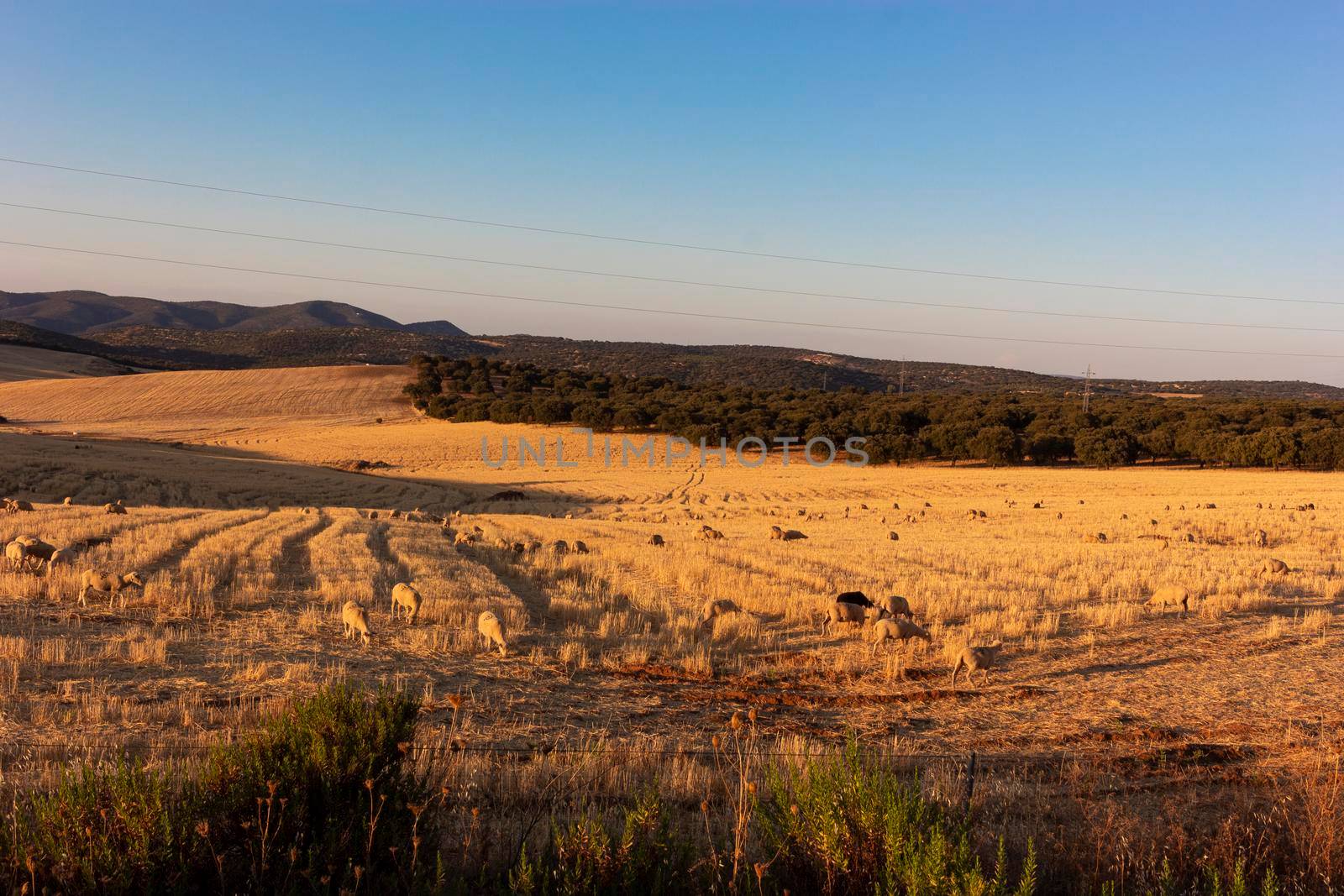 Sheep grazing in a wheat field of a village in Andalusia southern Spain