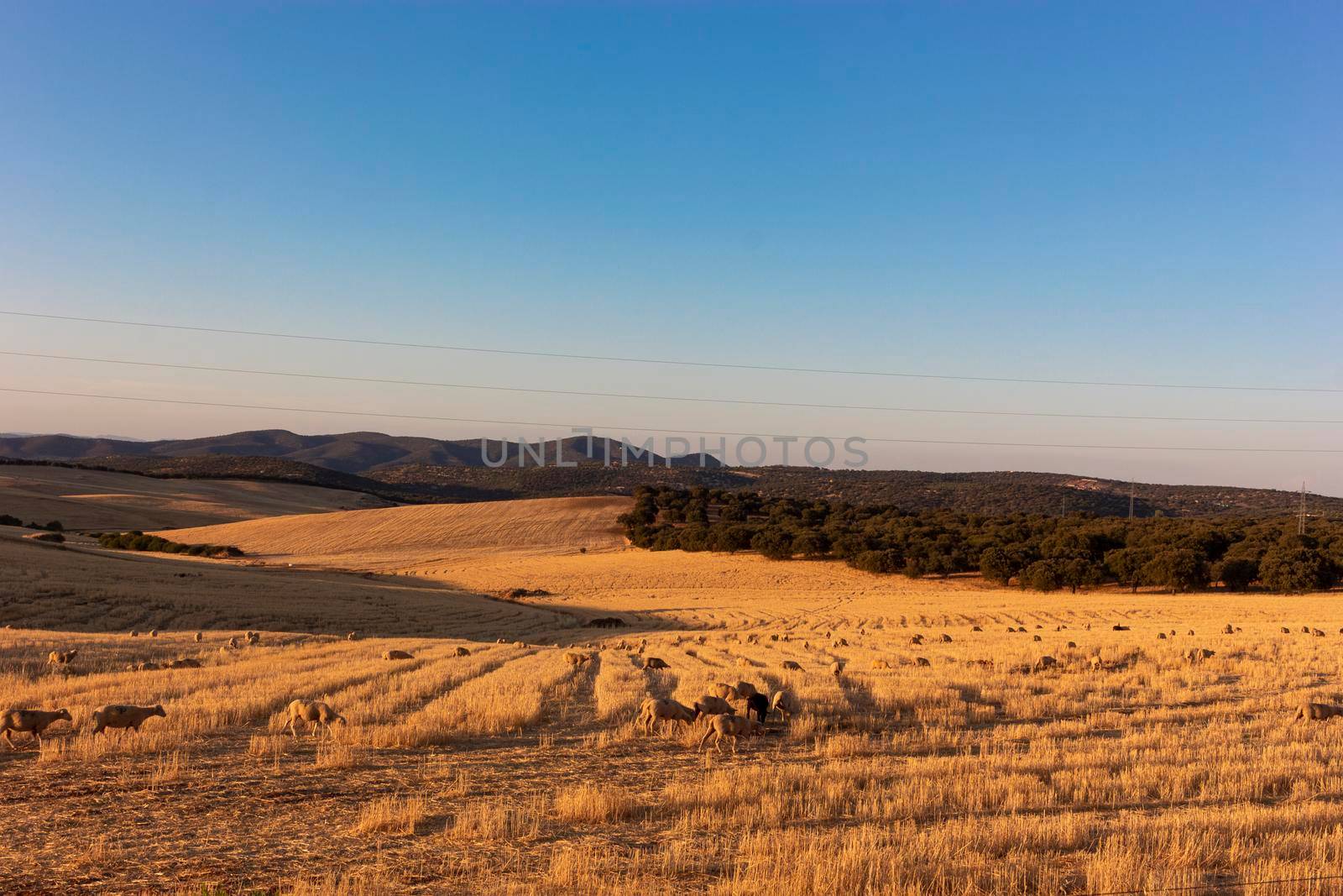 Sheep grazing in a wheat field of a village in Andalusia by loopneo