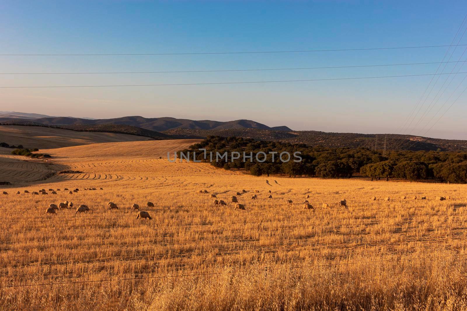 Sheep grazing in a wheat field of a village in Andalusia southern Spain