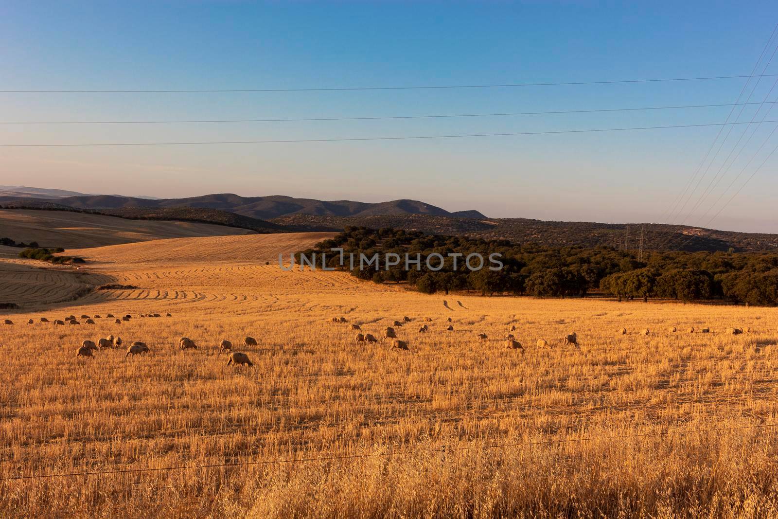 Sheep grazing in a wheat field of a village in Andalusia by loopneo