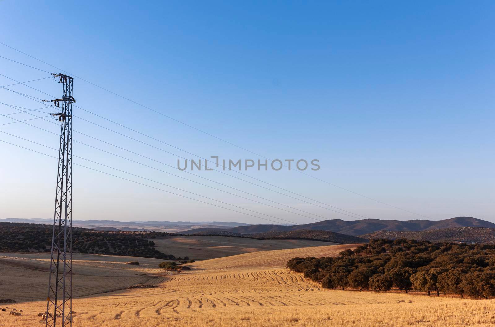 Sheep grazing in a wheat field of a village in Andalusia southern Spain