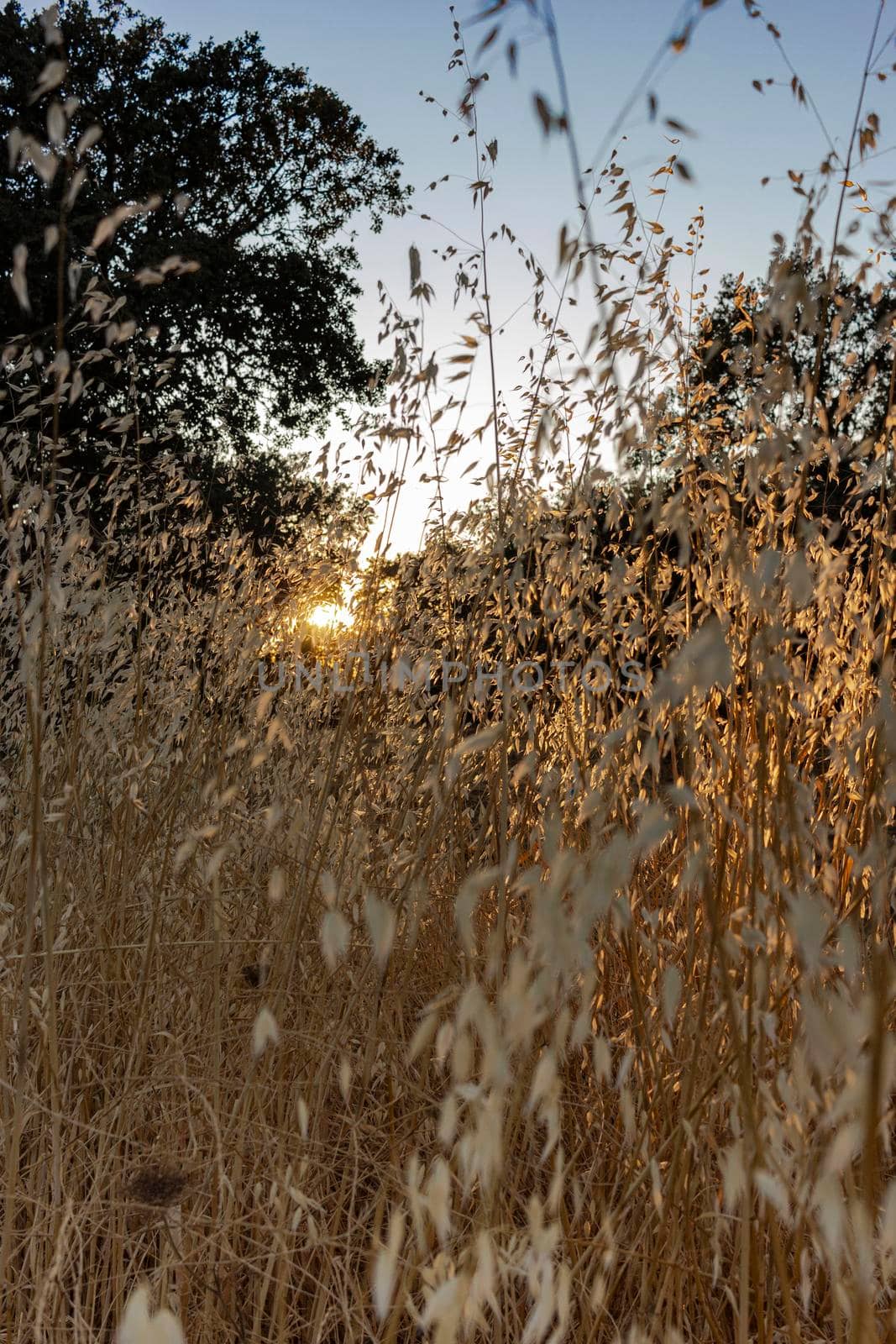 Cereal field of a village in Andalusia in Spain by loopneo