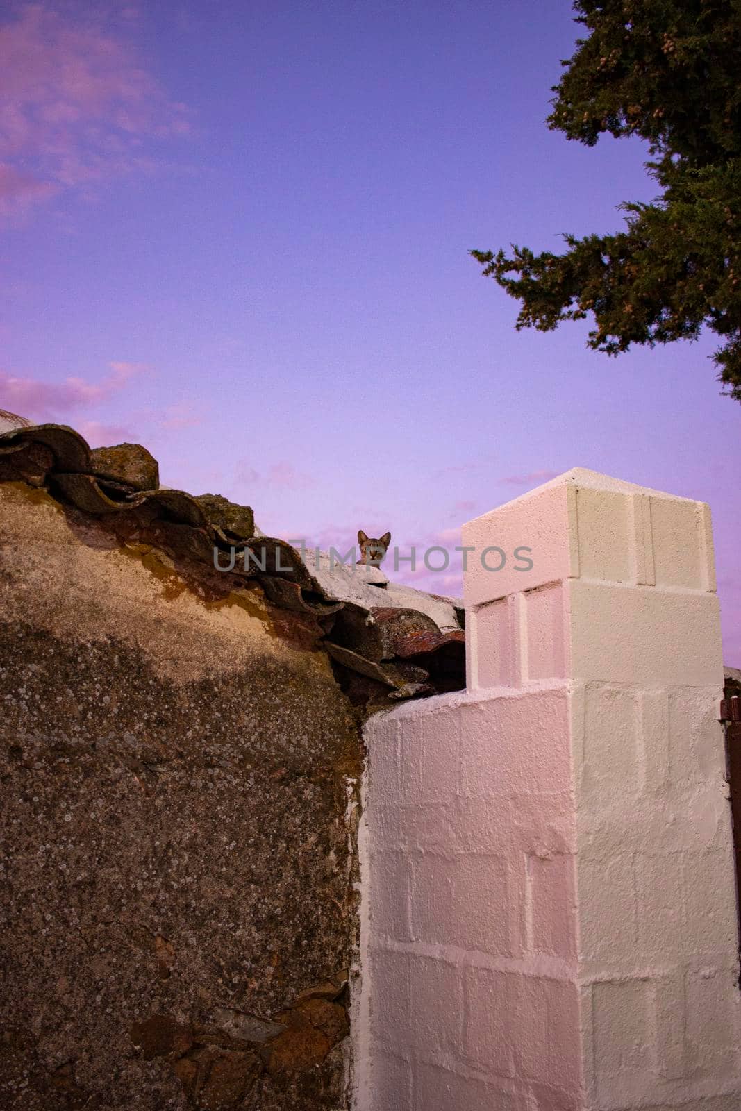 Cat on a stone wall in a field in Andalusia with a sunset sky by loopneo