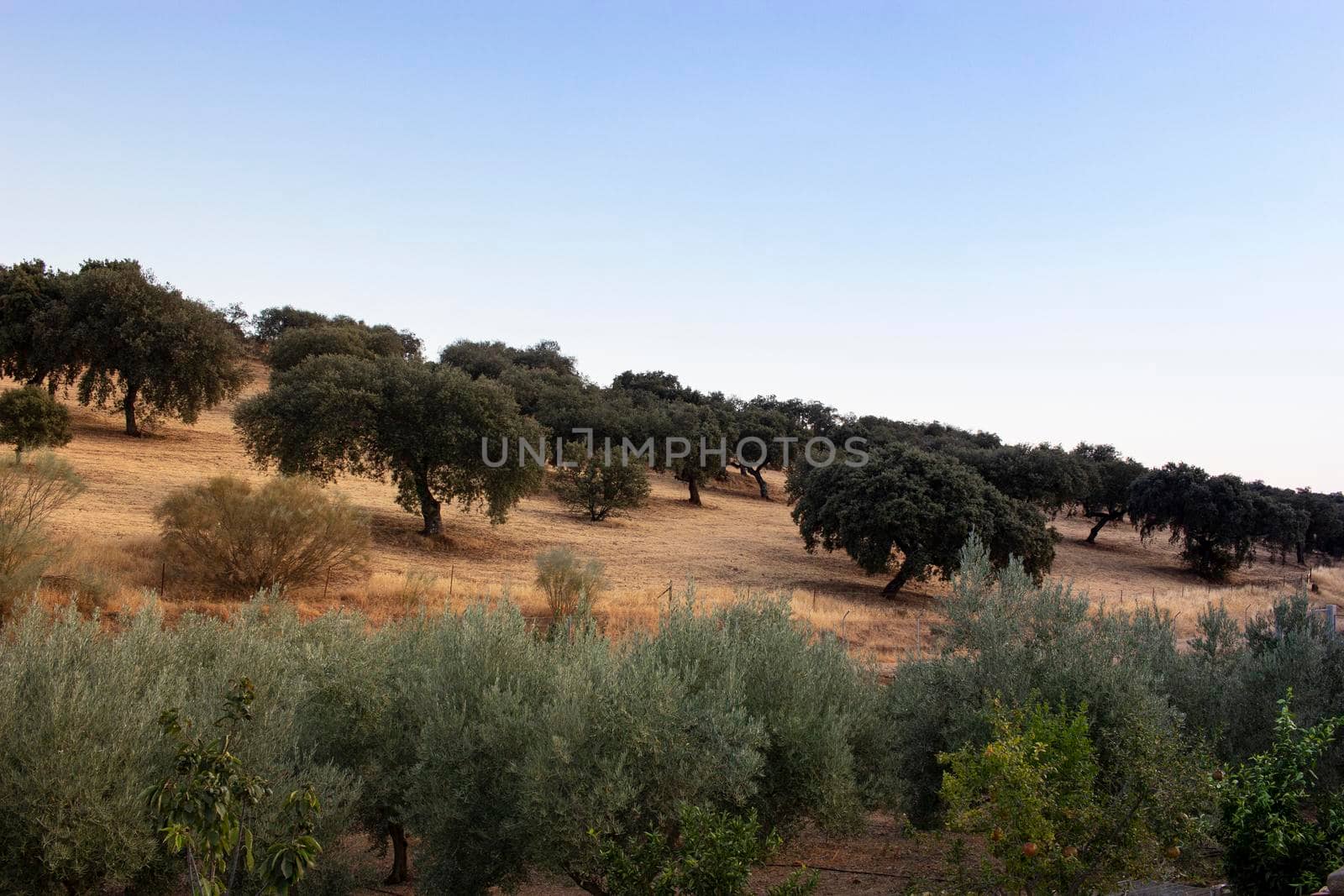 Landscape in the countryside of Andalusia in Spain