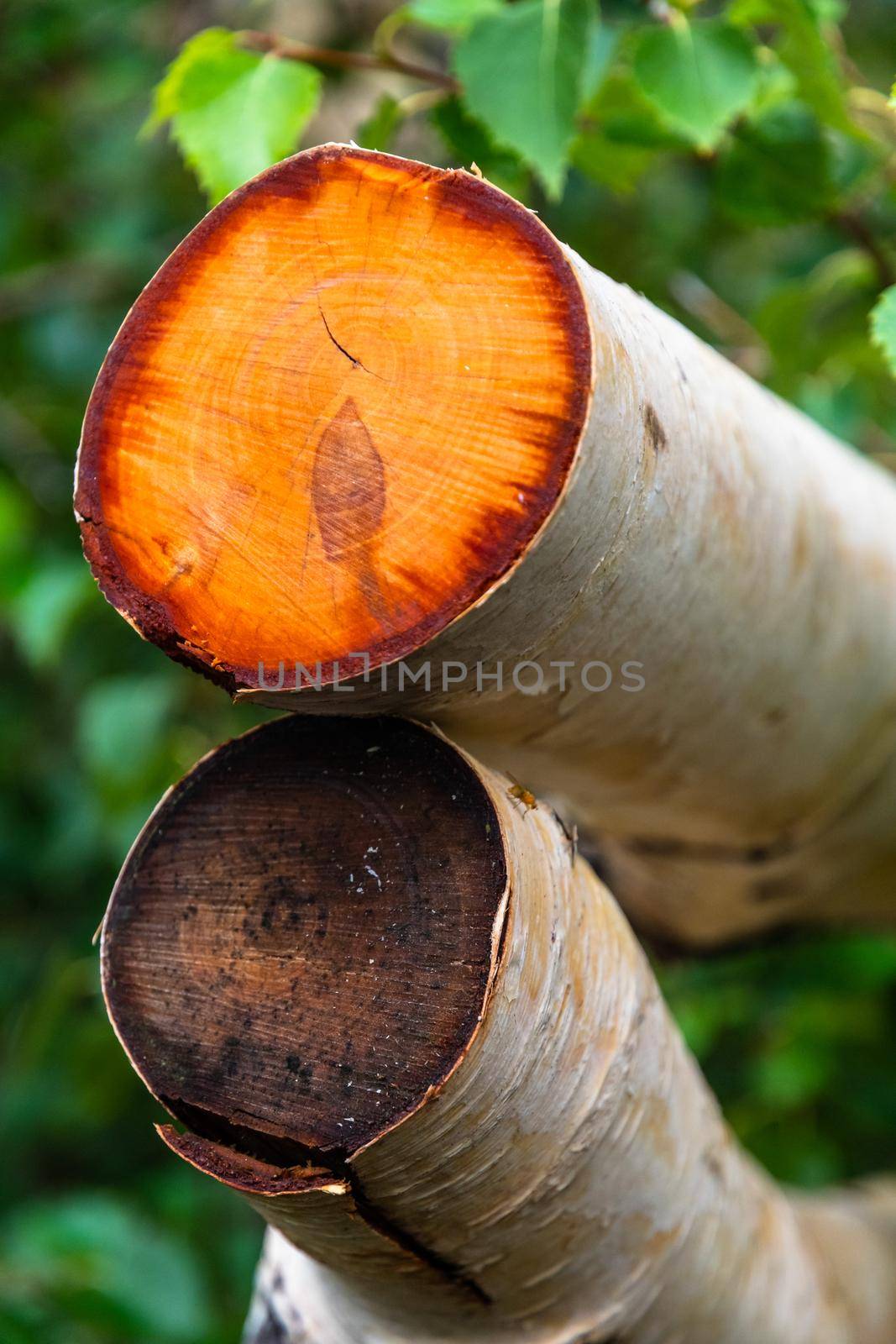 Bright orange section of birch trees of Mount Etna volcano, Italy by mauricallari