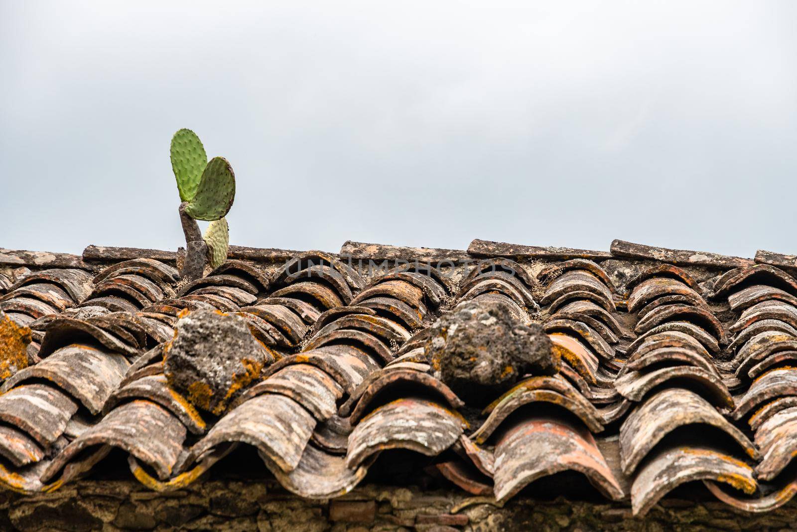prickly pear plant growing on top of an abandoned tile roof, Sicily by mauricallari
