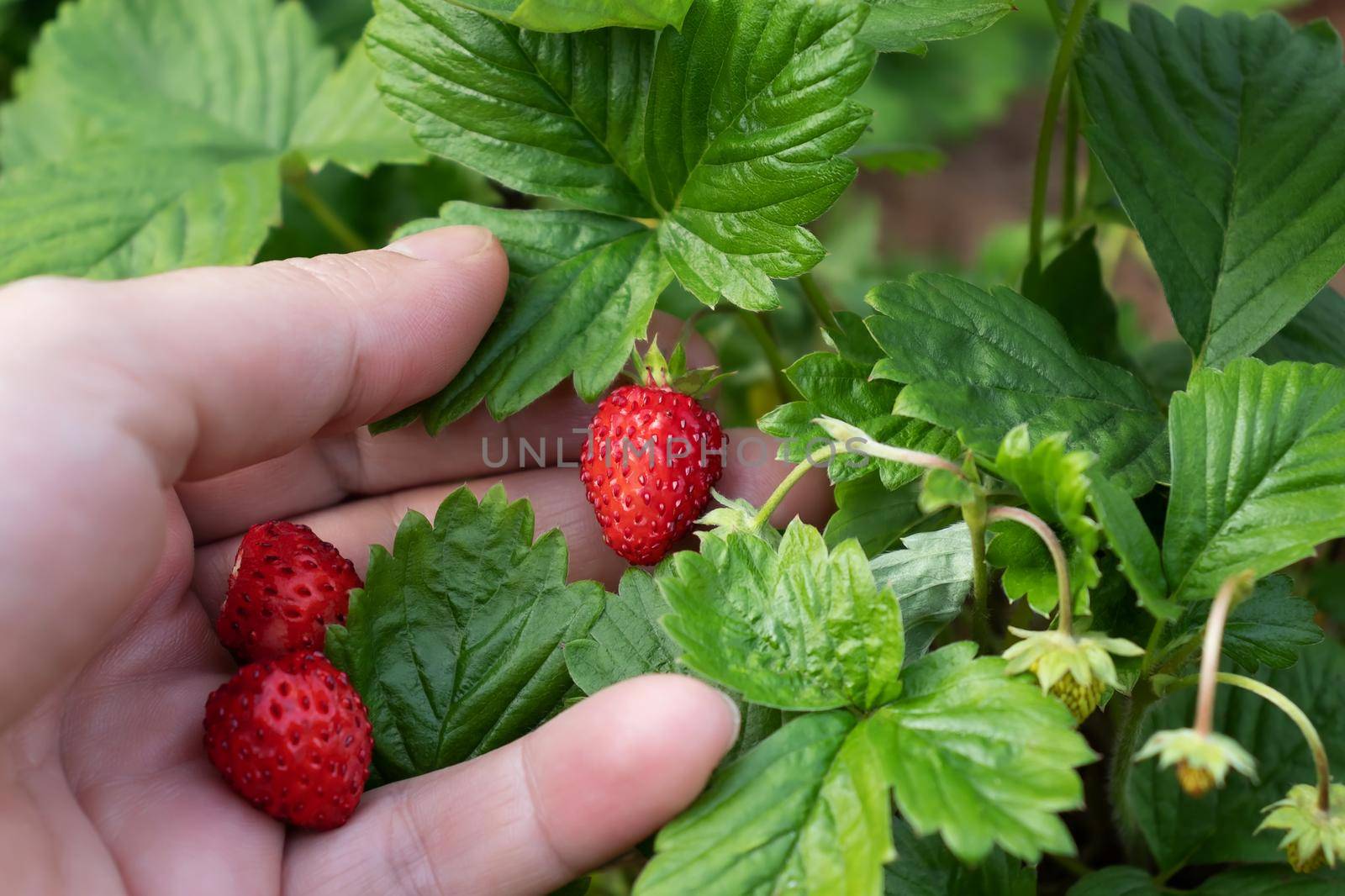 Woman's hand holds a ripe wild strawberries by galsand