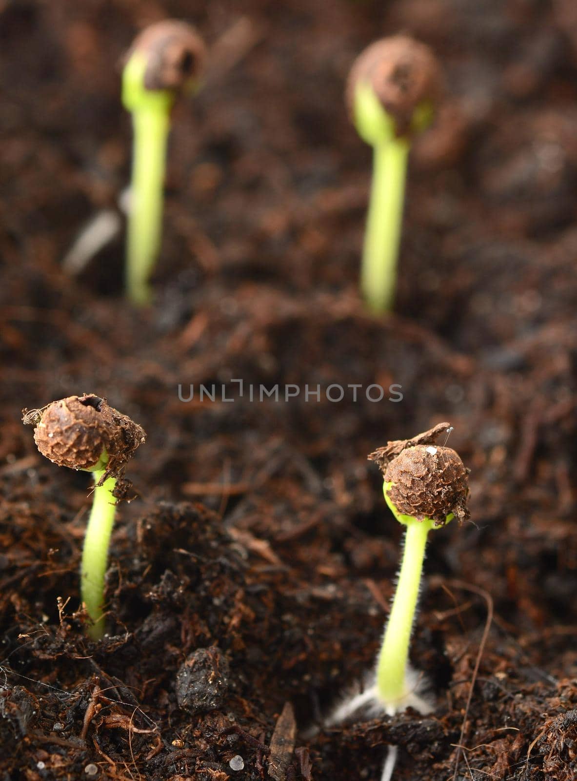 Macro shot of spring small growing seedlings from soil.