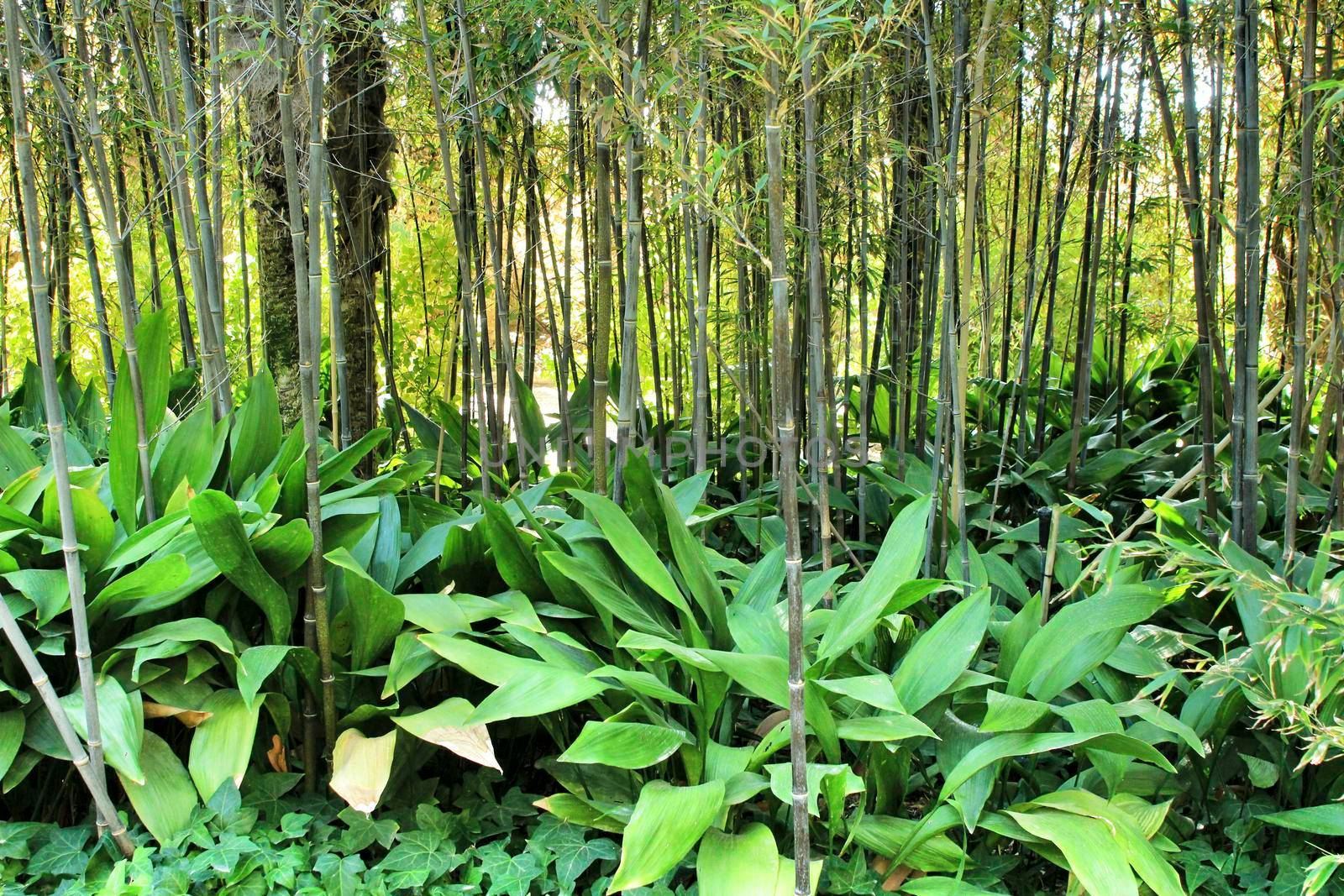 Phyllostachys Nigra bamboo forest in the garden by soniabonet
