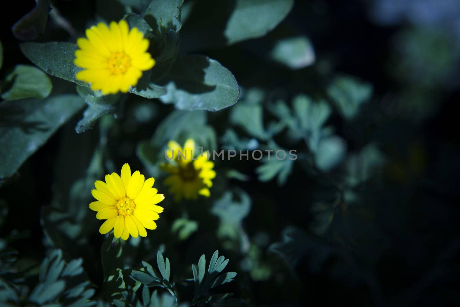 Set of yellow daisies on the grass. No people