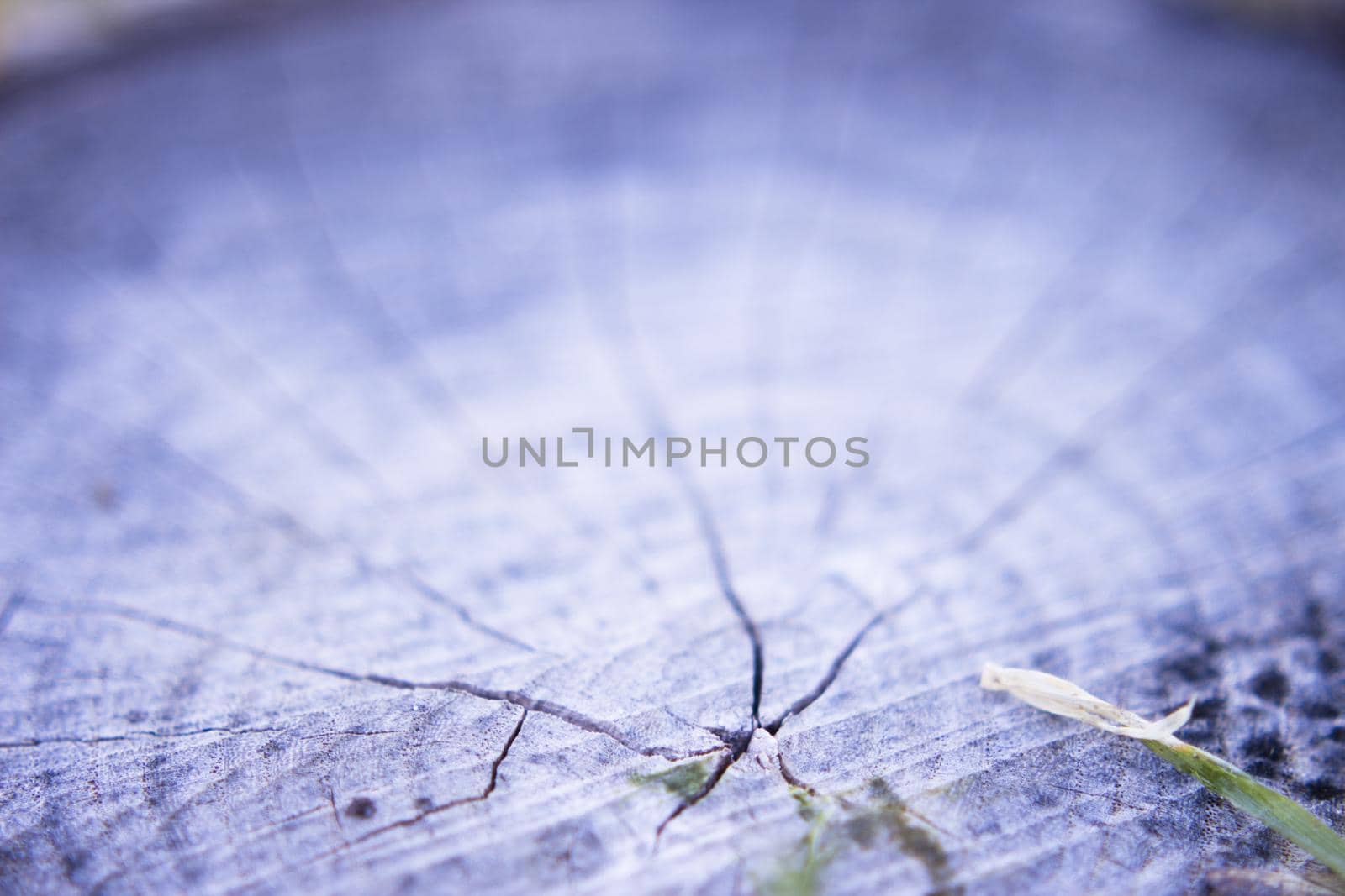 Rings from the trunk of a cut tree. Copy space