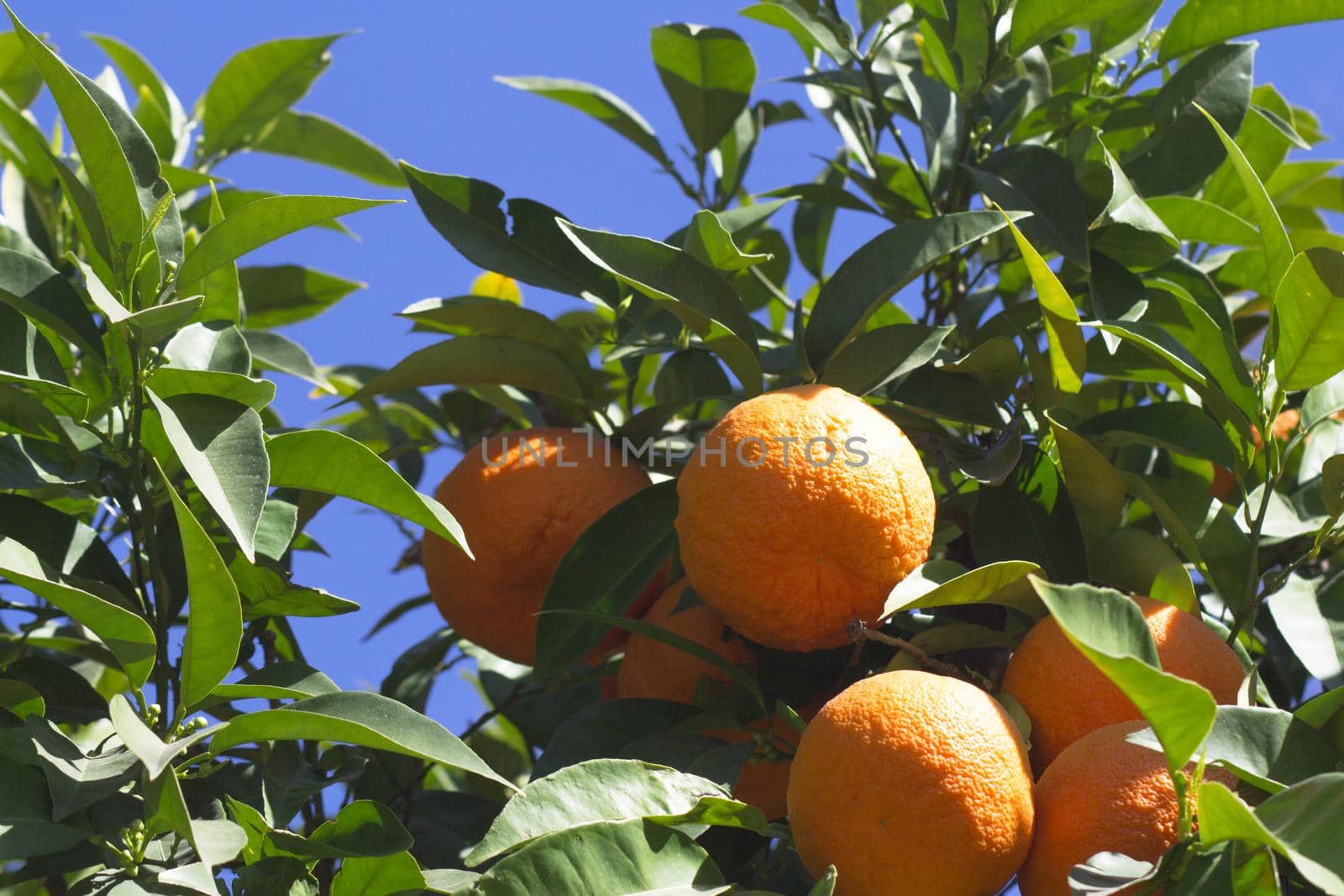 Orange tree in the sun with very green leaves. No people