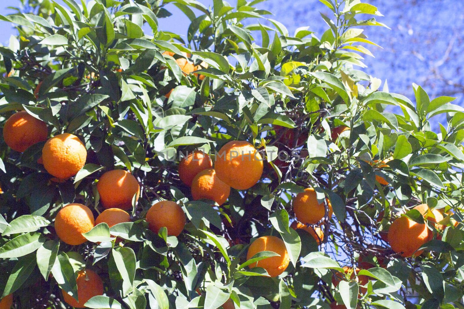 Orange tree in the sun with very green leaves. No people
