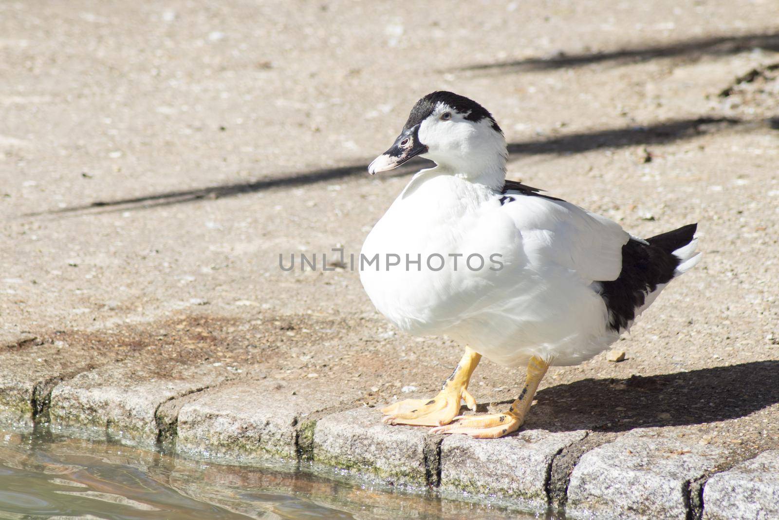 Duck living in an artificial city pond. No people