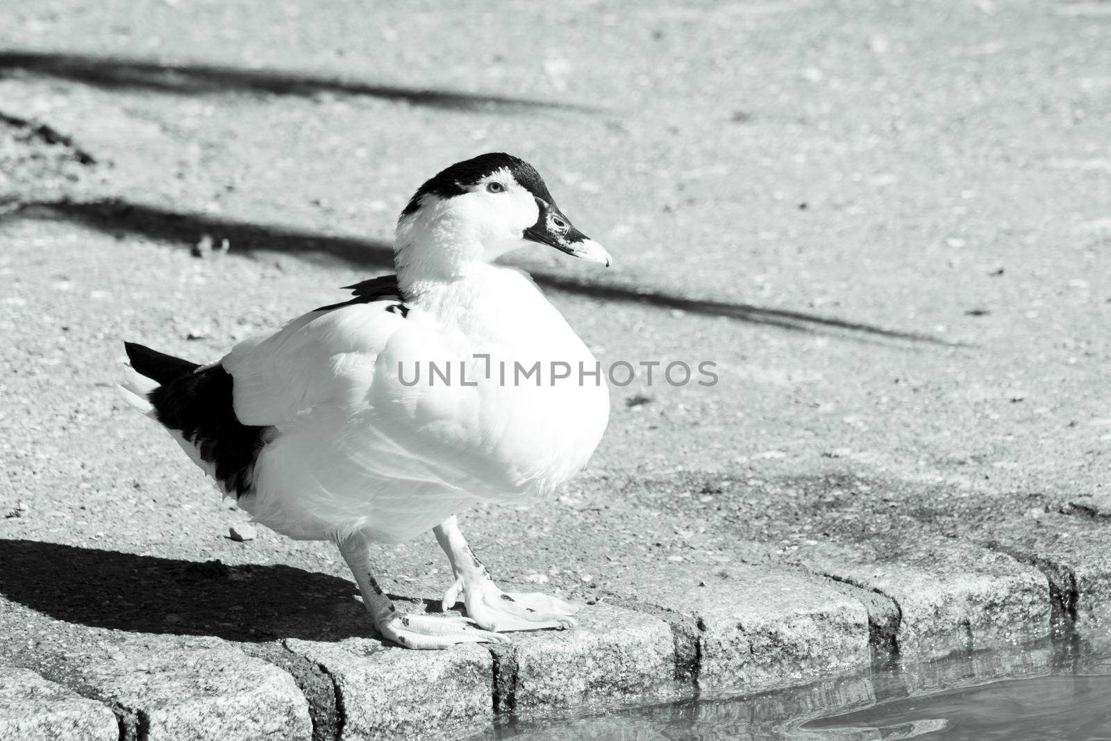 Duck living in an artificial city pond. No people