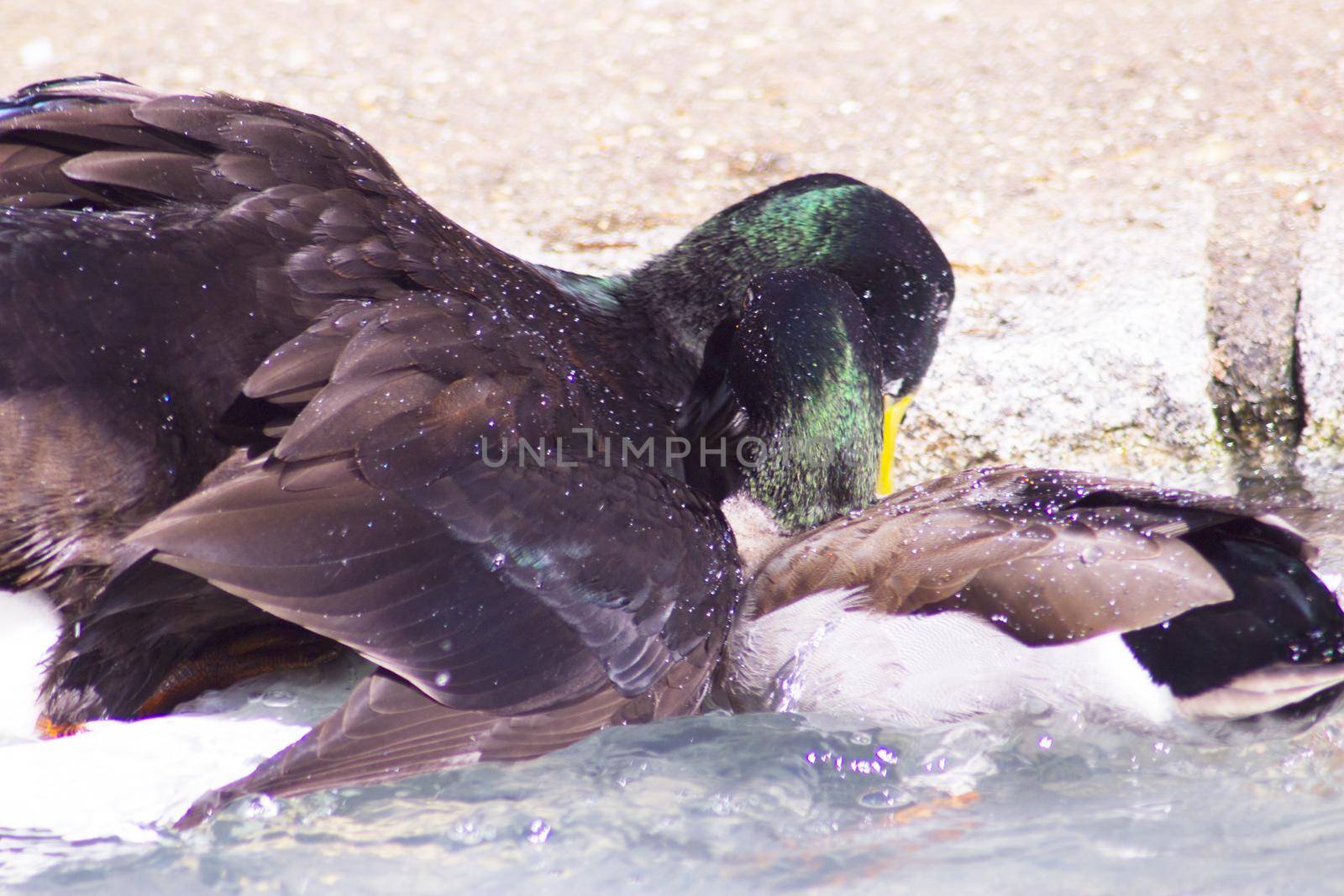 Duck living in an artificial city pond. No people