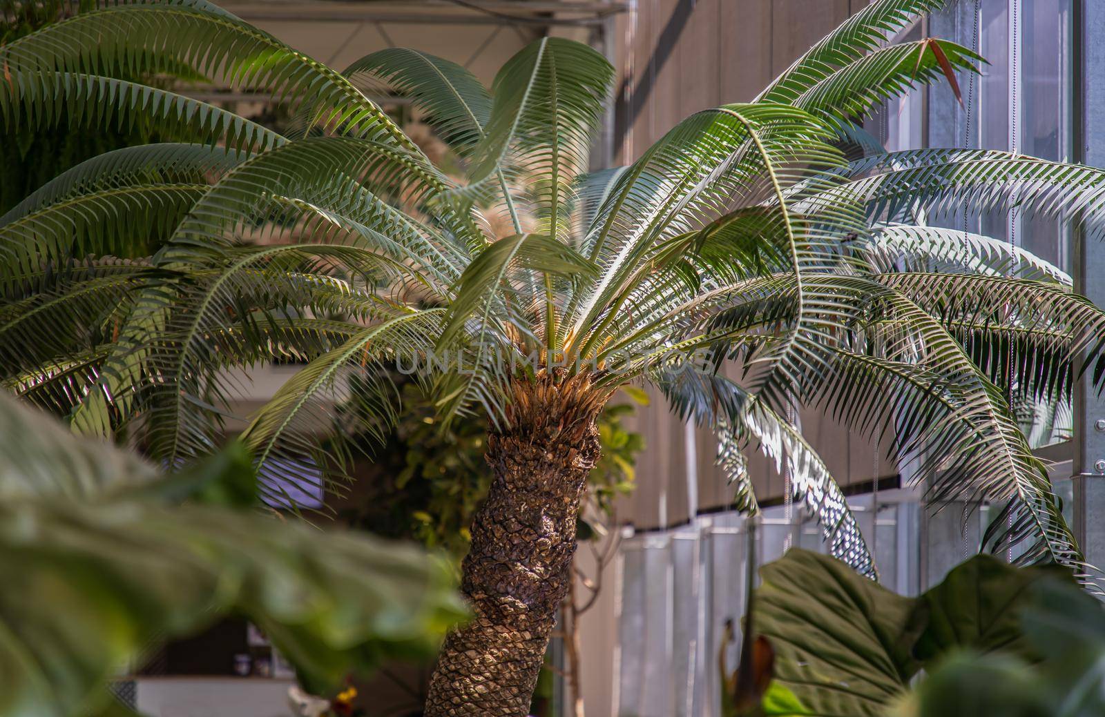 Cycas thouarsii in flowerpot near the window with sunlight. Relaxing time in biophilic interior style, Greenhouse cafe concept, Copy space, Selective focus.