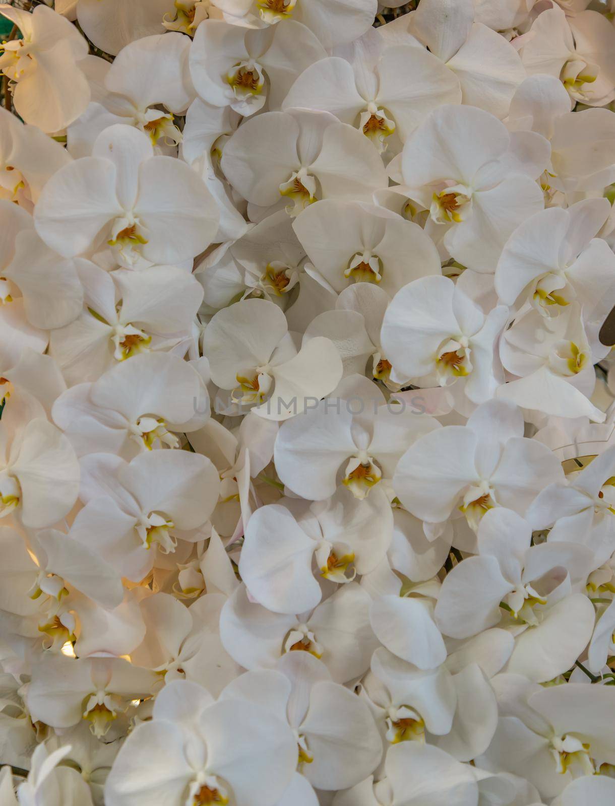 White Phalaenopsis or Moth dendrobium Orchid flower. Floral nature background, Selective focus.