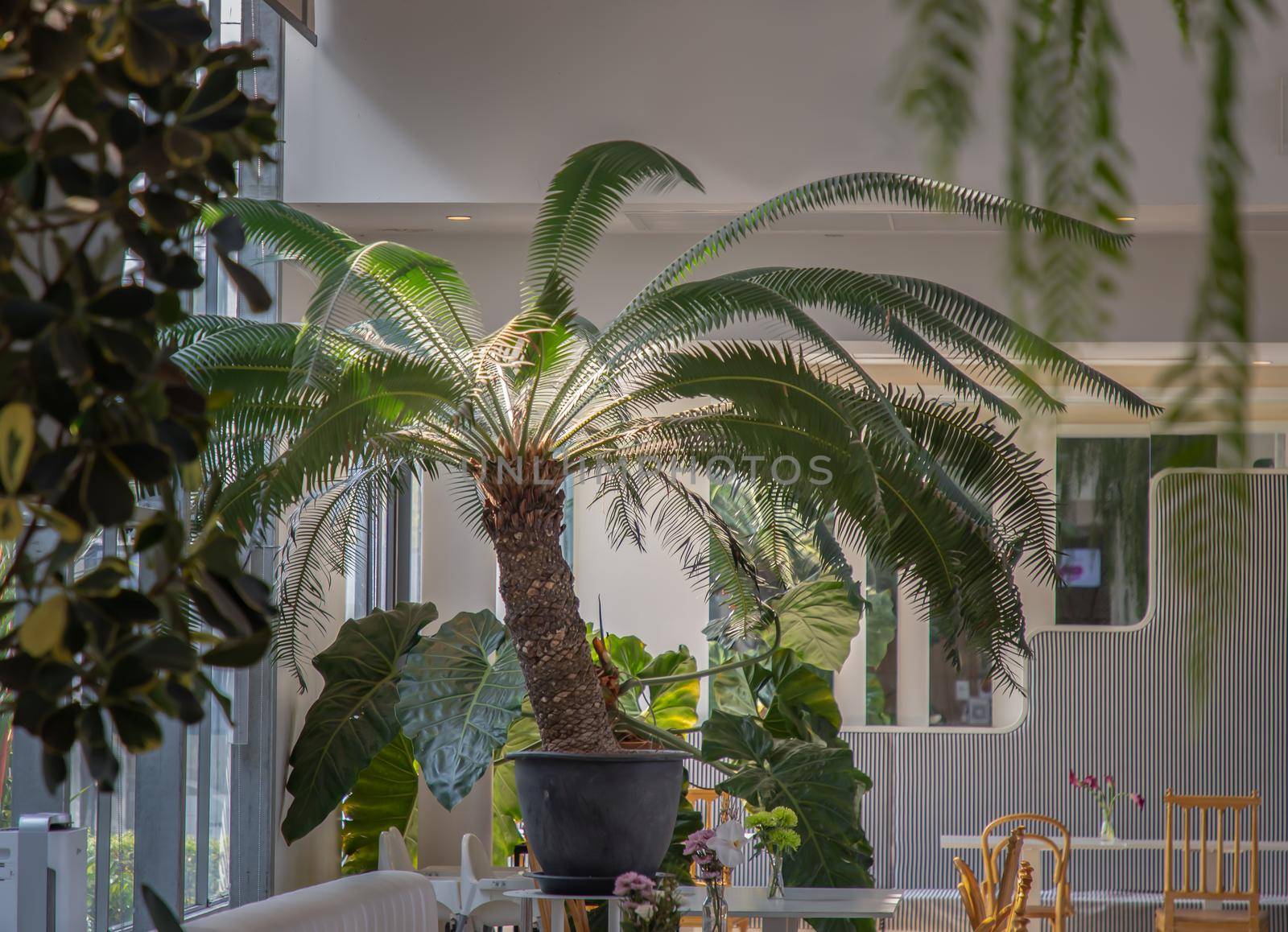 Cycas thouarsii in flowerpot near the window with sunlight. Relaxing time in biophilic interior style, Greenhouse cafe concept, Copy space, Selective focus.