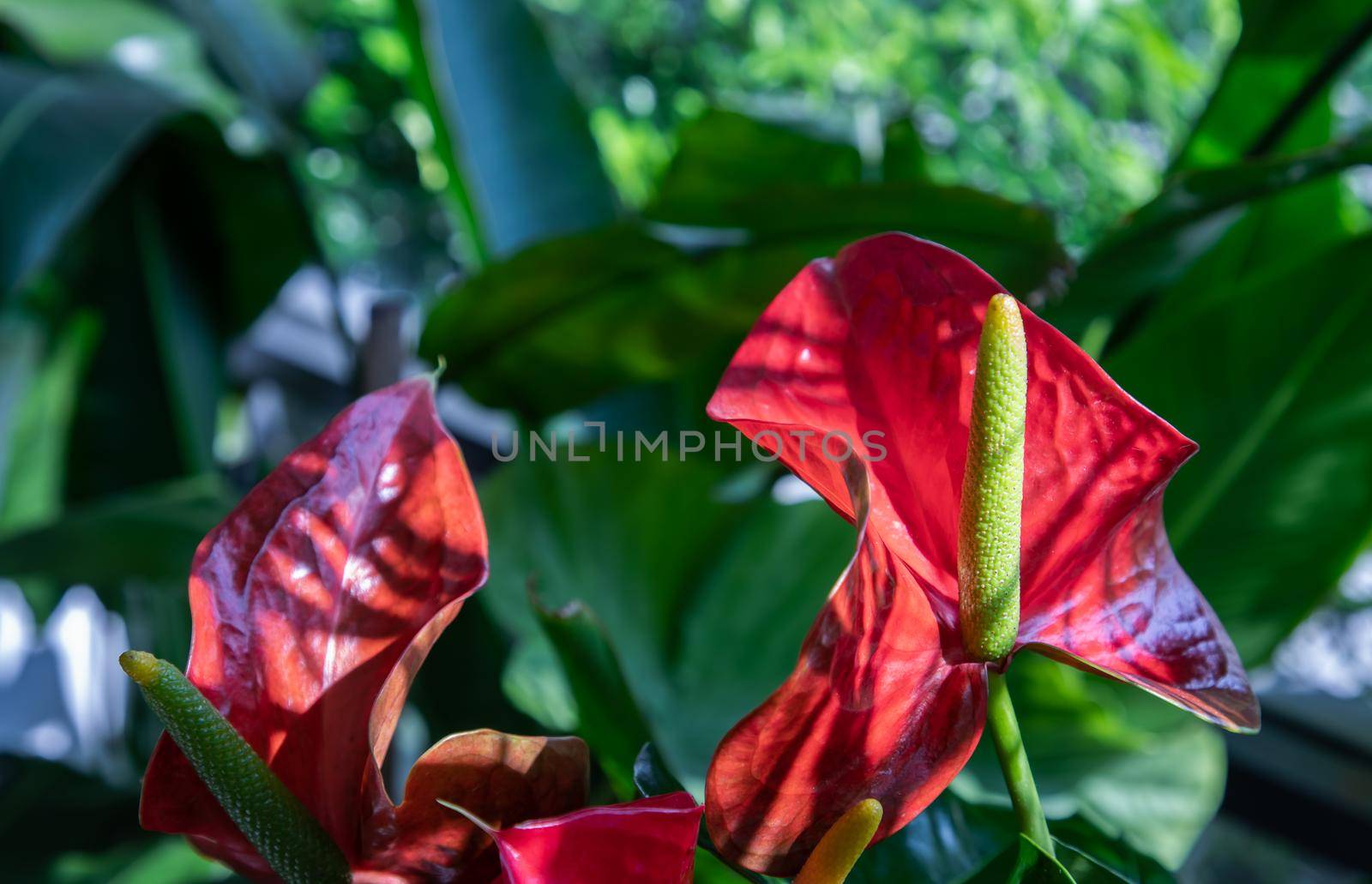 Anthurium is a red heart-shaped flower (Tailflower, Flamingo flower, Laceleaf) in garden. Dark green leaves as a background make the flowers stand out beautifully, Anthuriums have come to symbolize hospitality, Selective focus.