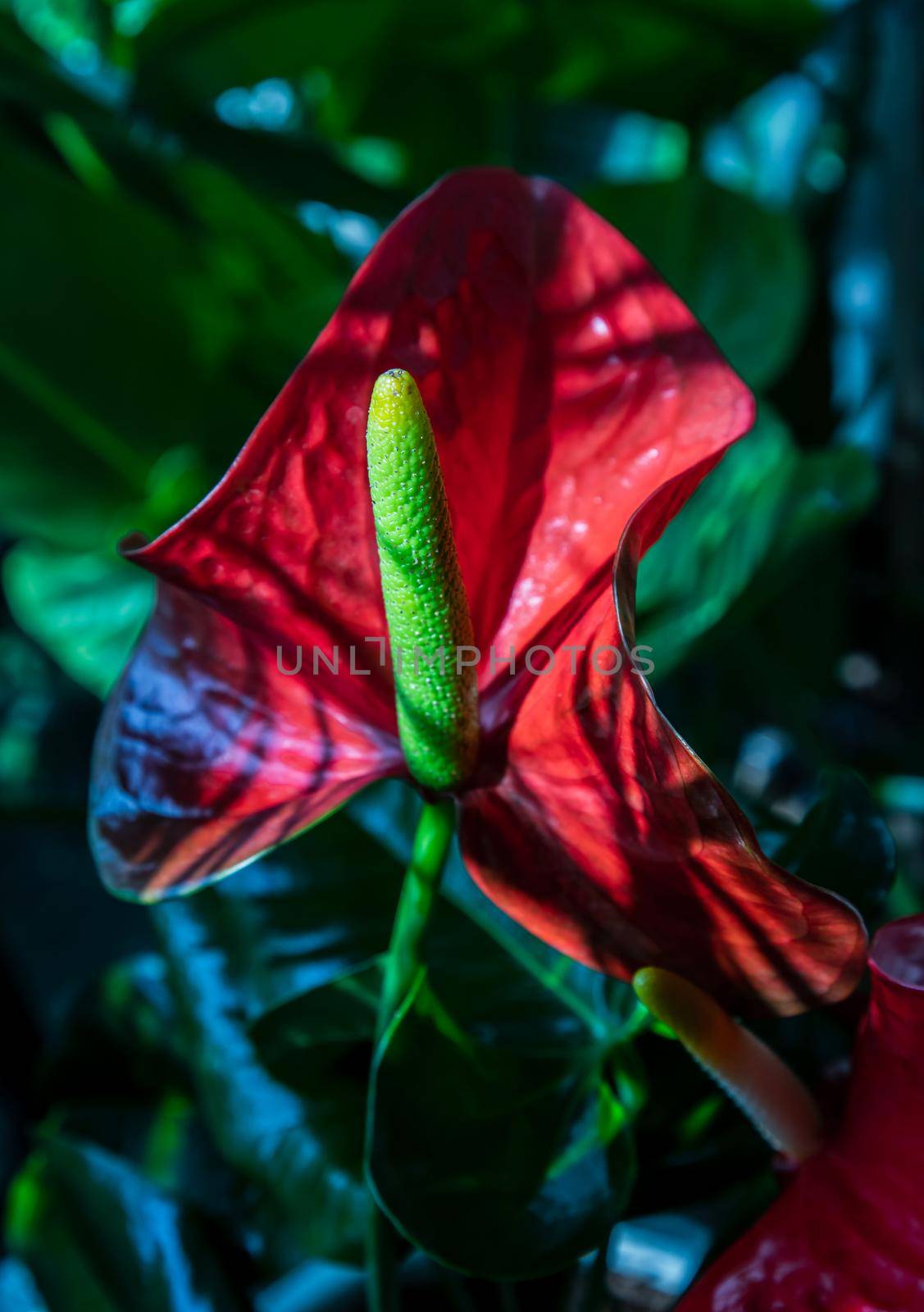 Anthurium is a red heart-shaped flower (Tailflower, Flamingo flower, Laceleaf) in garden. Dark green leaves as a background make the flowers stand out beautifully, Anthuriums have come to symbolize hospitality, Selective focus.