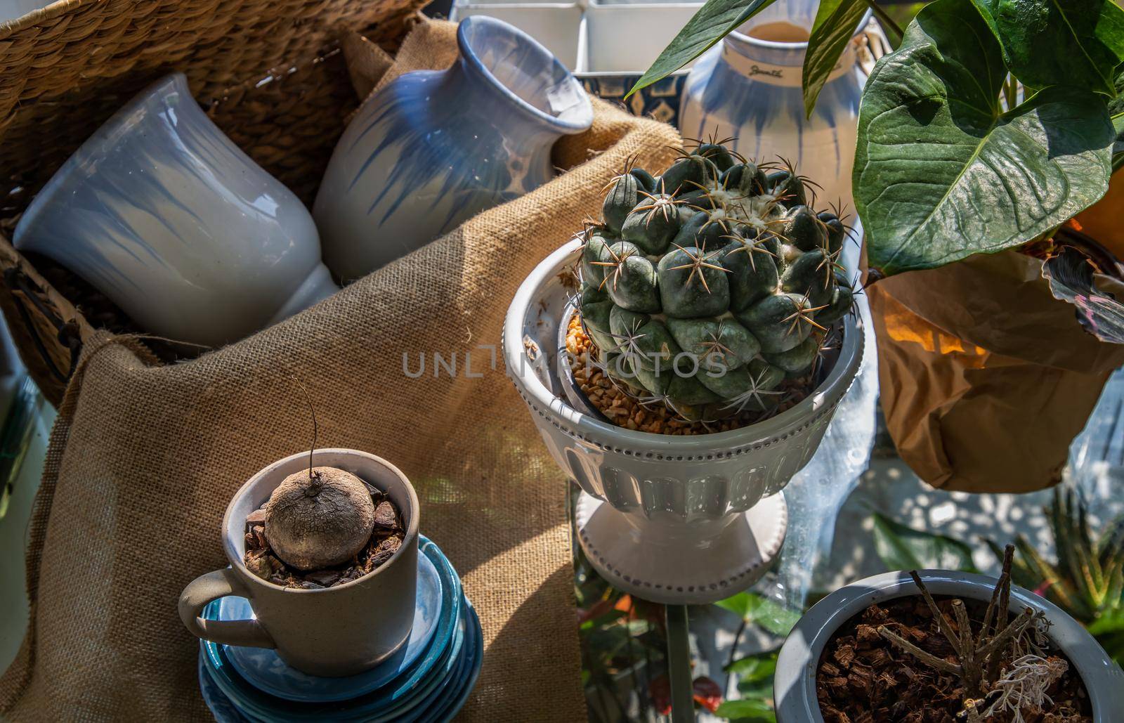 Bautiful cactus in White ceramic vases on glass table near the window with sunlight. Home decor, Selective focus.