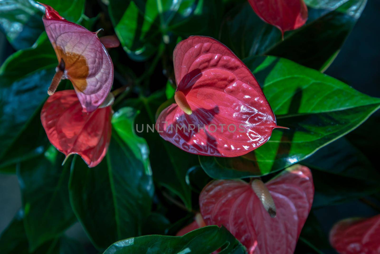 Anthurium is a red heart-shaped flower (Tailflower, Flamingo flower, Laceleaf) in garden. Dark green leaves as a background make the flowers stand out beautifully, Anthuriums have come to symbolize hospitality, Selective focus.