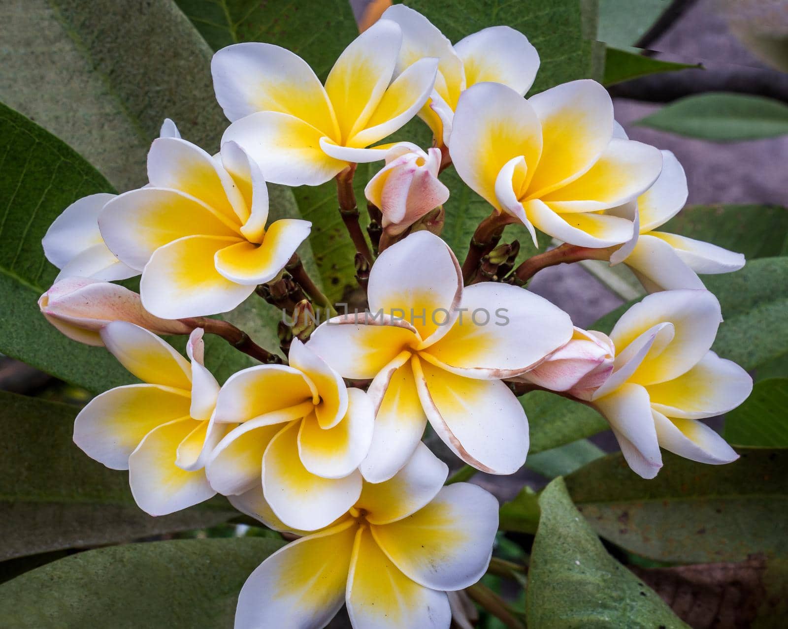 Group of white yellow plumeria frangipani flowers ( Leelawadee ) on green leaf background. Thai Beautiful and Awesome flowers, 
Tropical flower, Selective focus.