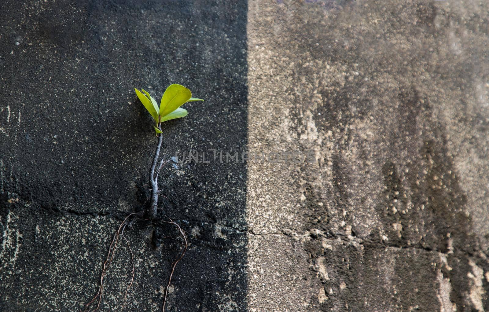 Young tree tries to grow up from cracked of the aged old cement wall at balcony house. Old plaster walls cracked crack, Concept of variation and brave, Copy space for adding your content, No focus, specifically.