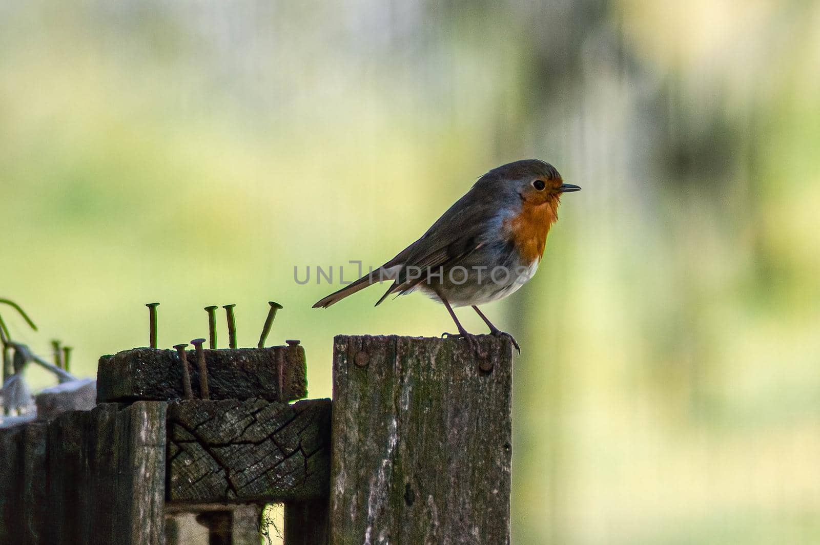 a robin bird perched on a stake in search of food